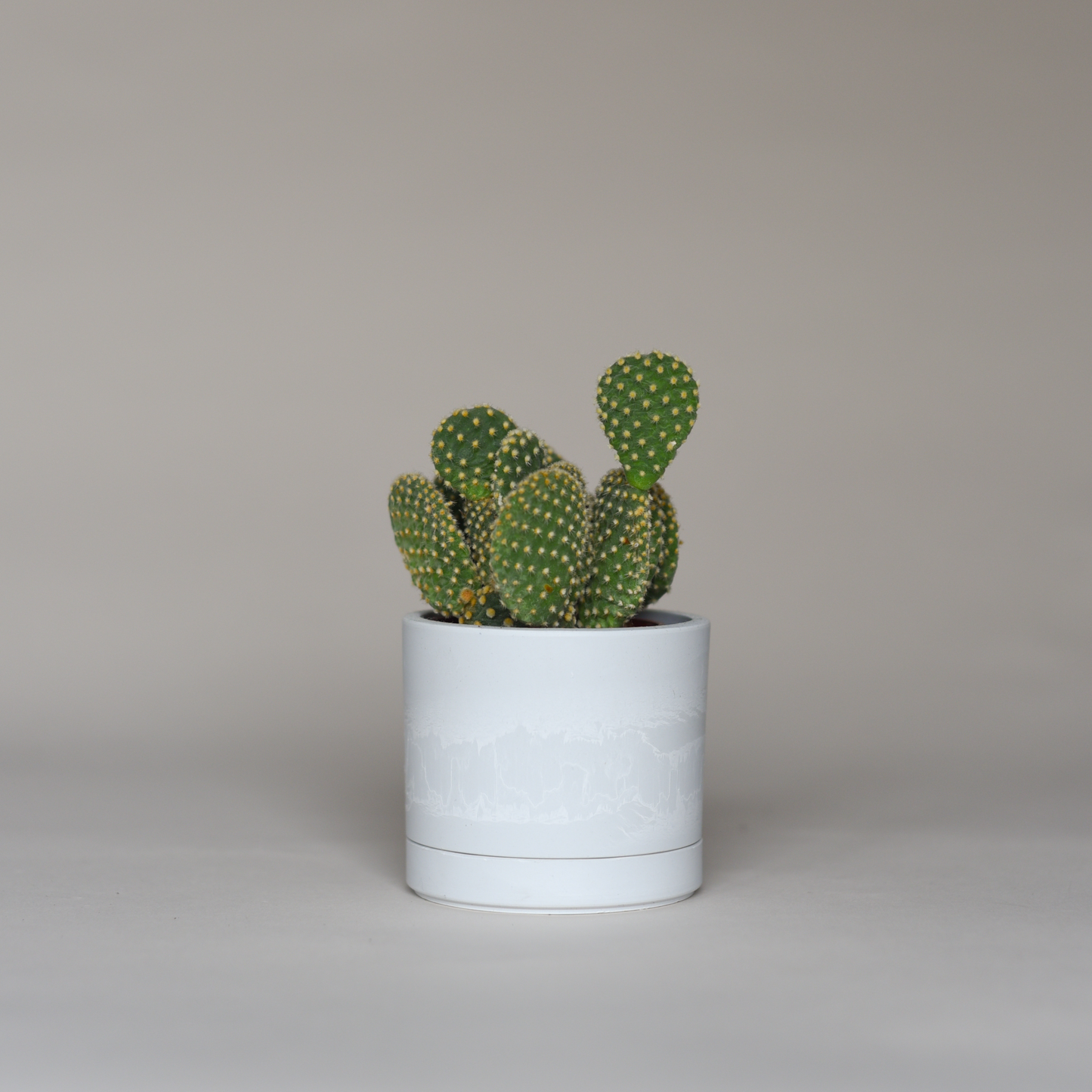 Cactus Bundles