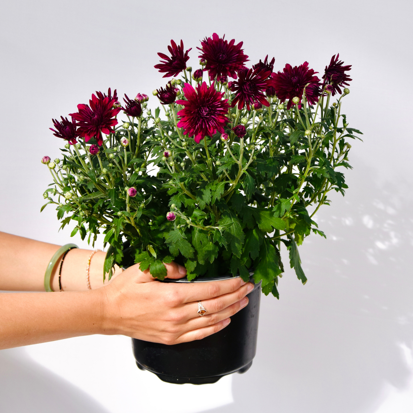 Autumn Glow Fall Mums