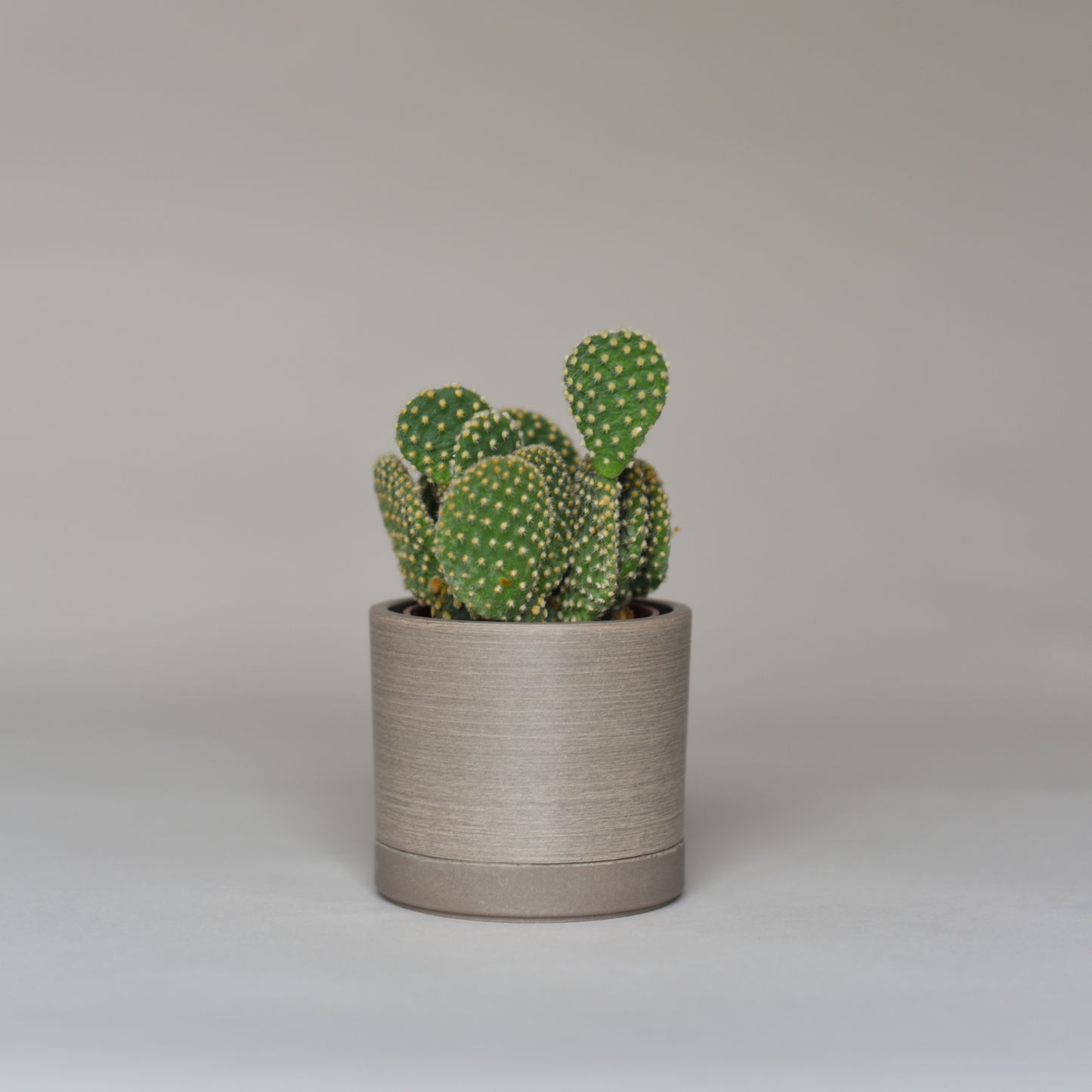 Cactus Bundles