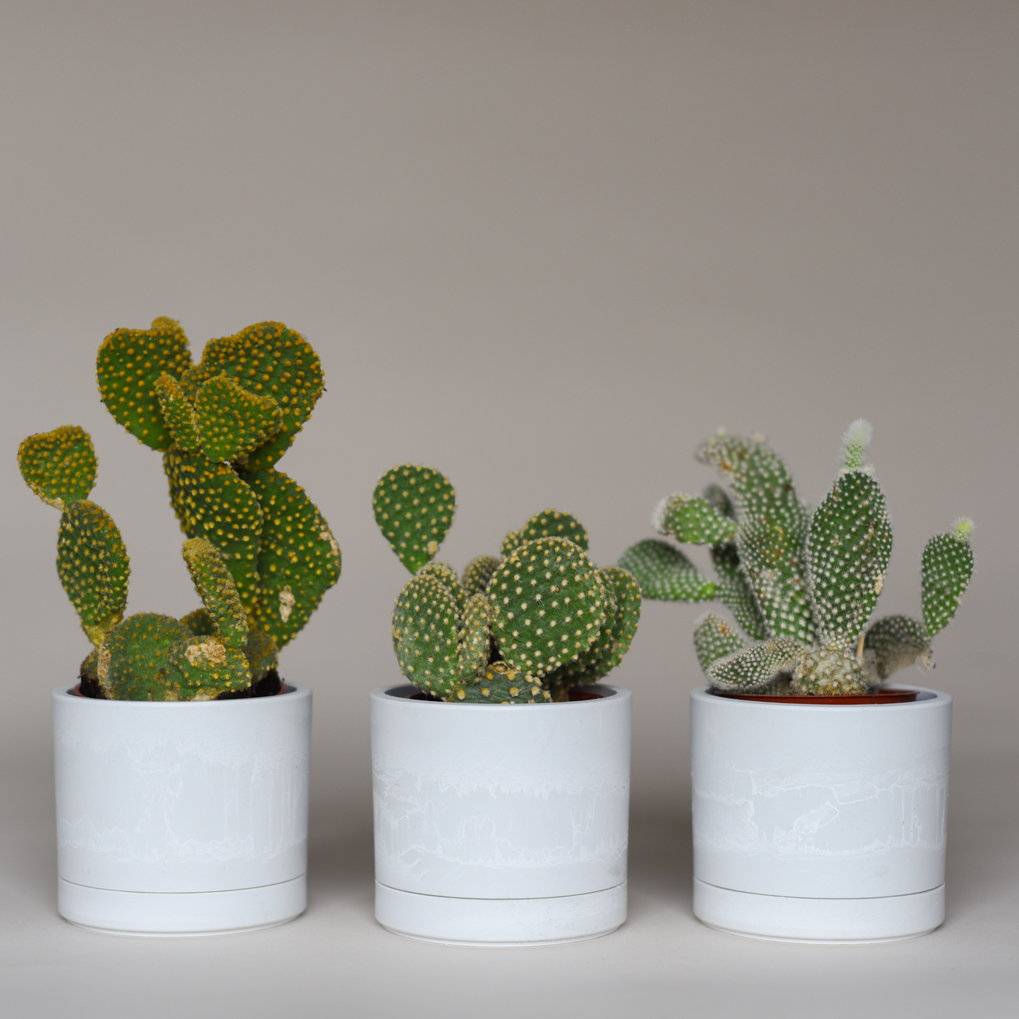 Cactus Bundles