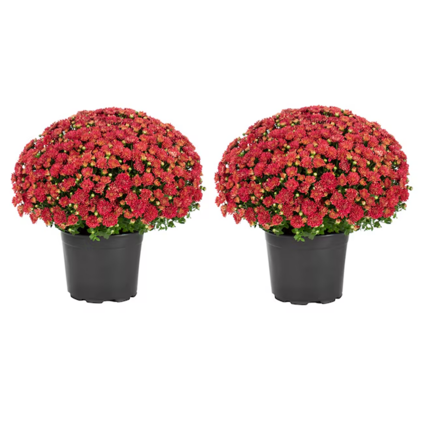 Autumn Glow Fall Mums