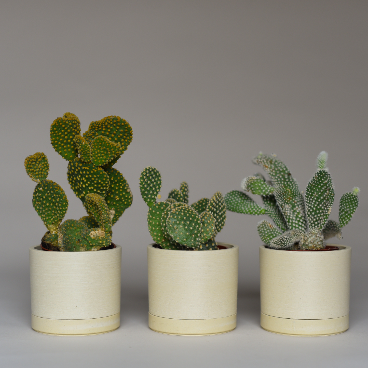 Cactus Bundles