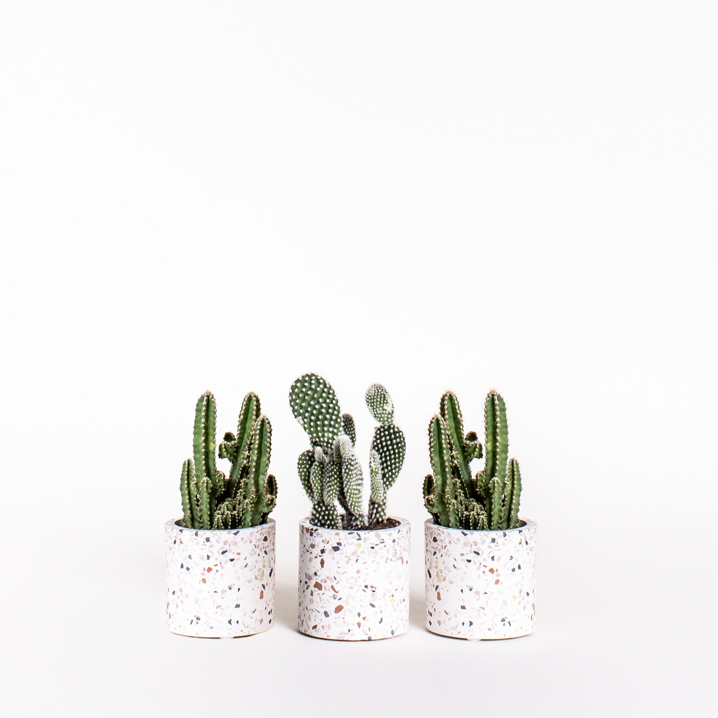 Cactus Bundles