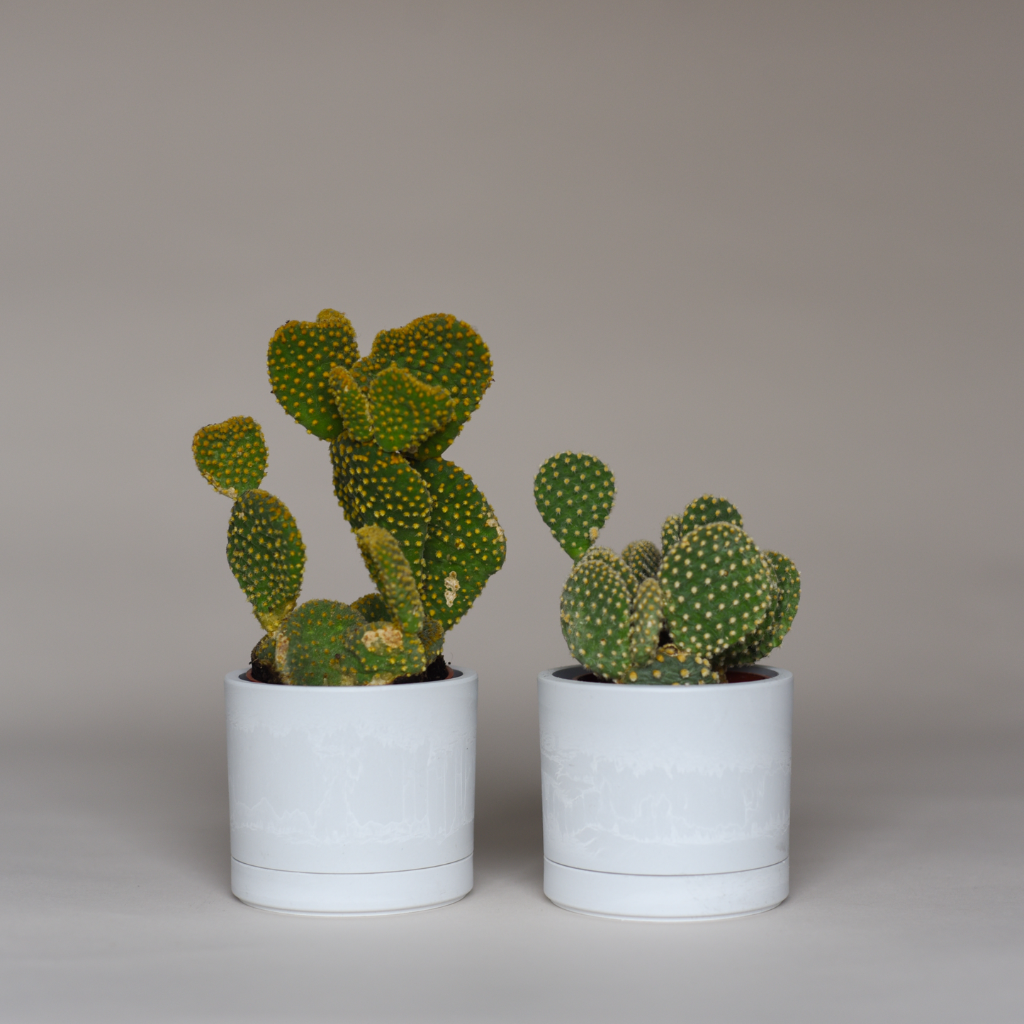 Cactus Bundles