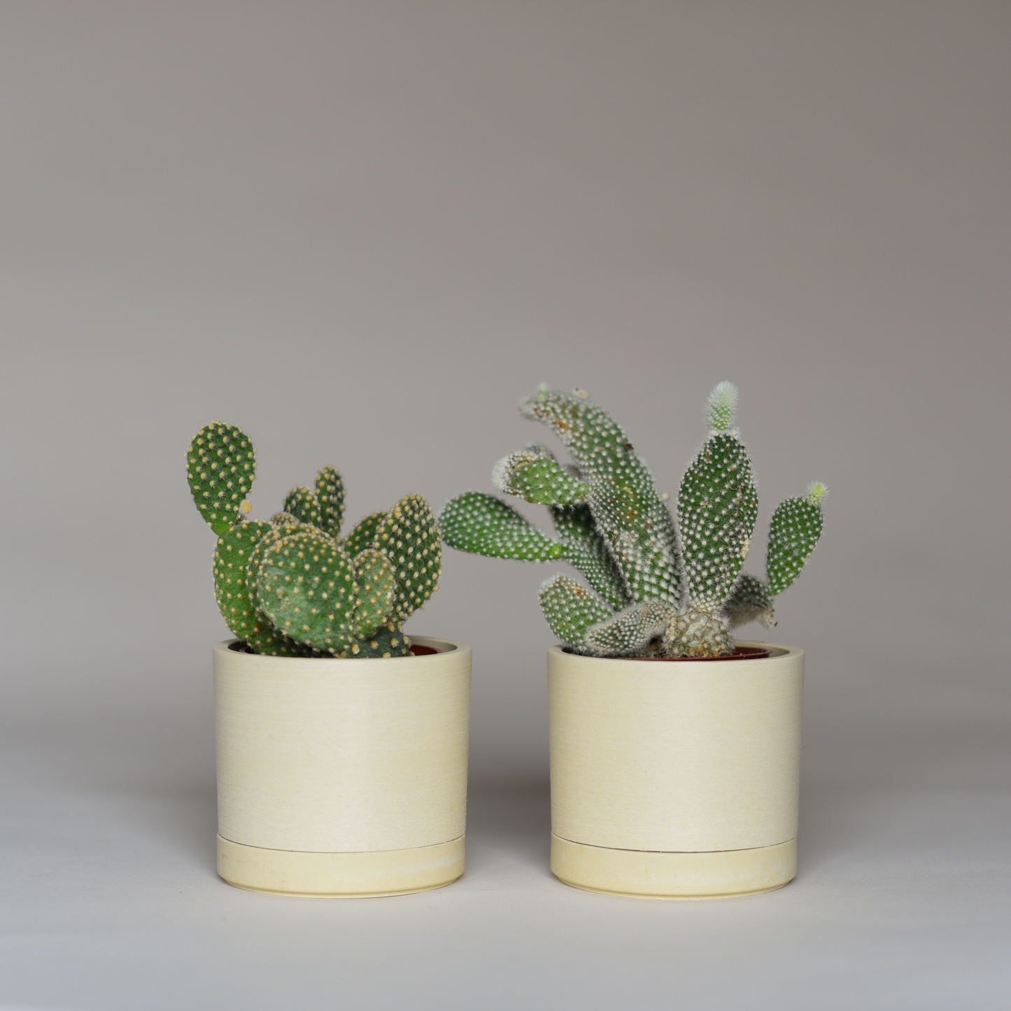 Cactus Bundles