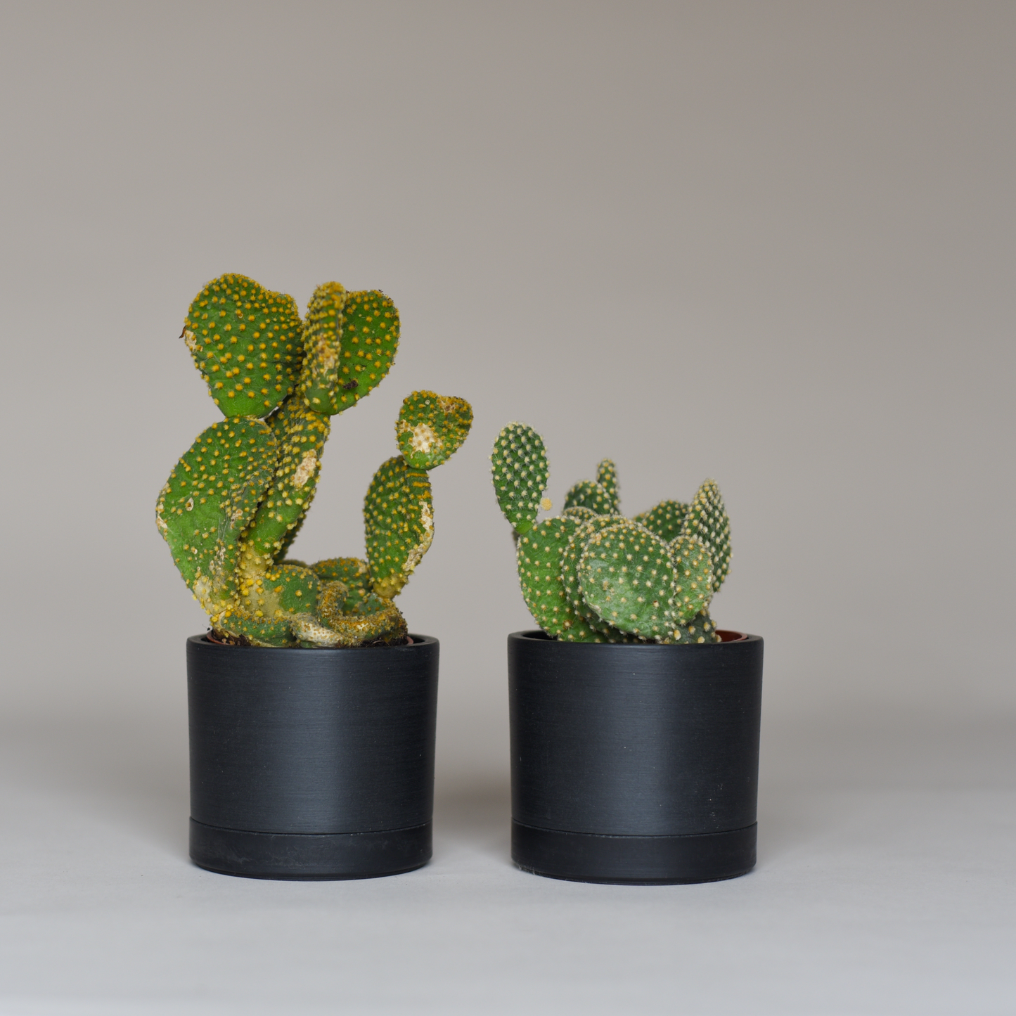 Cactus Bundles