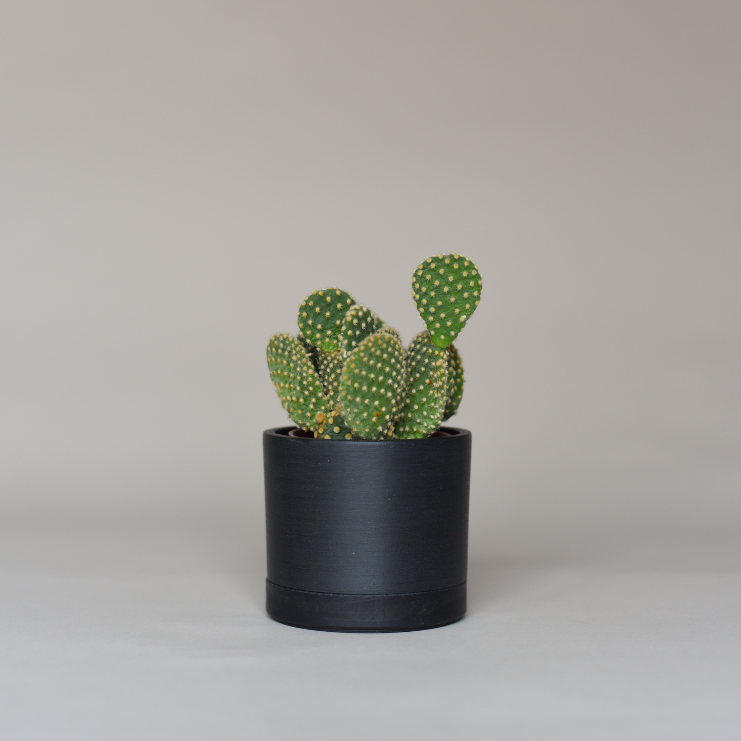 Cactus Bundles