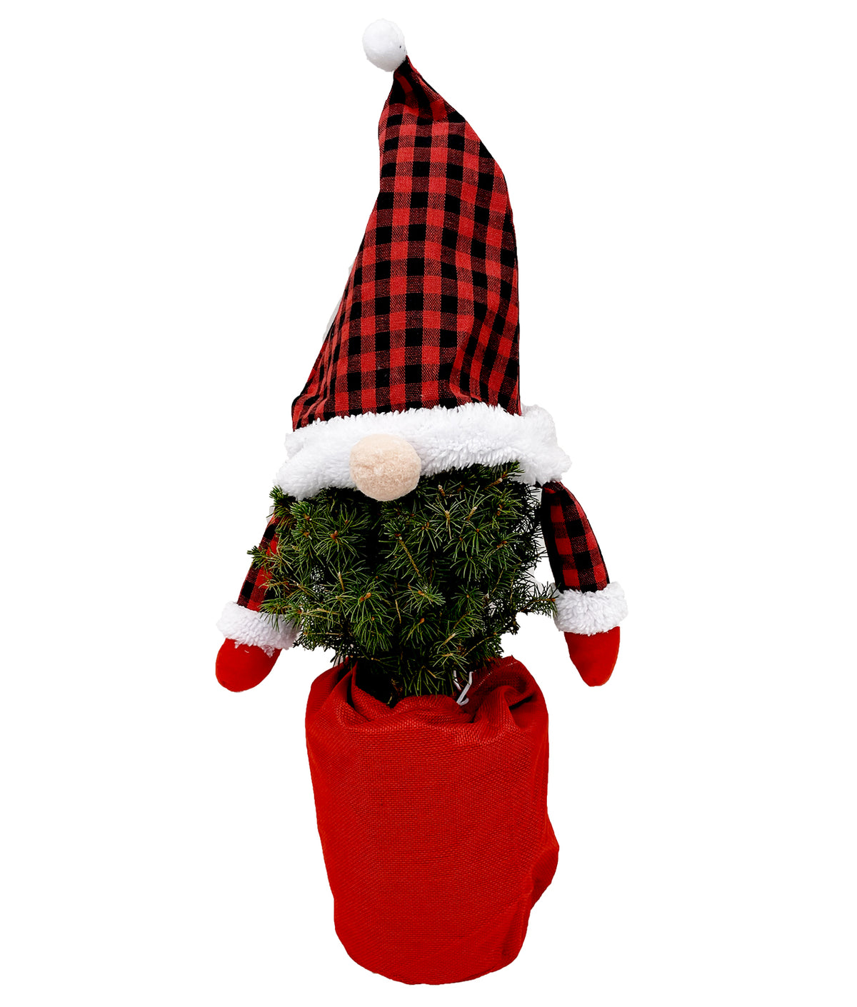Lawson False Cypress Gnome Tree