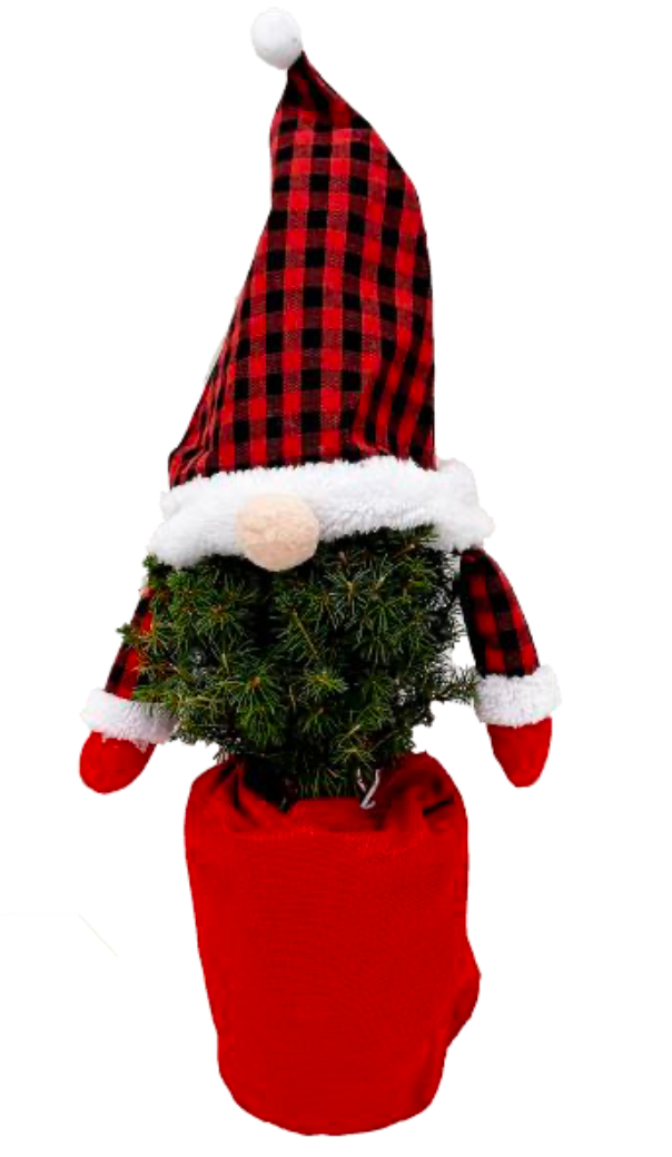 Lawson False Cypress Gnome Tree