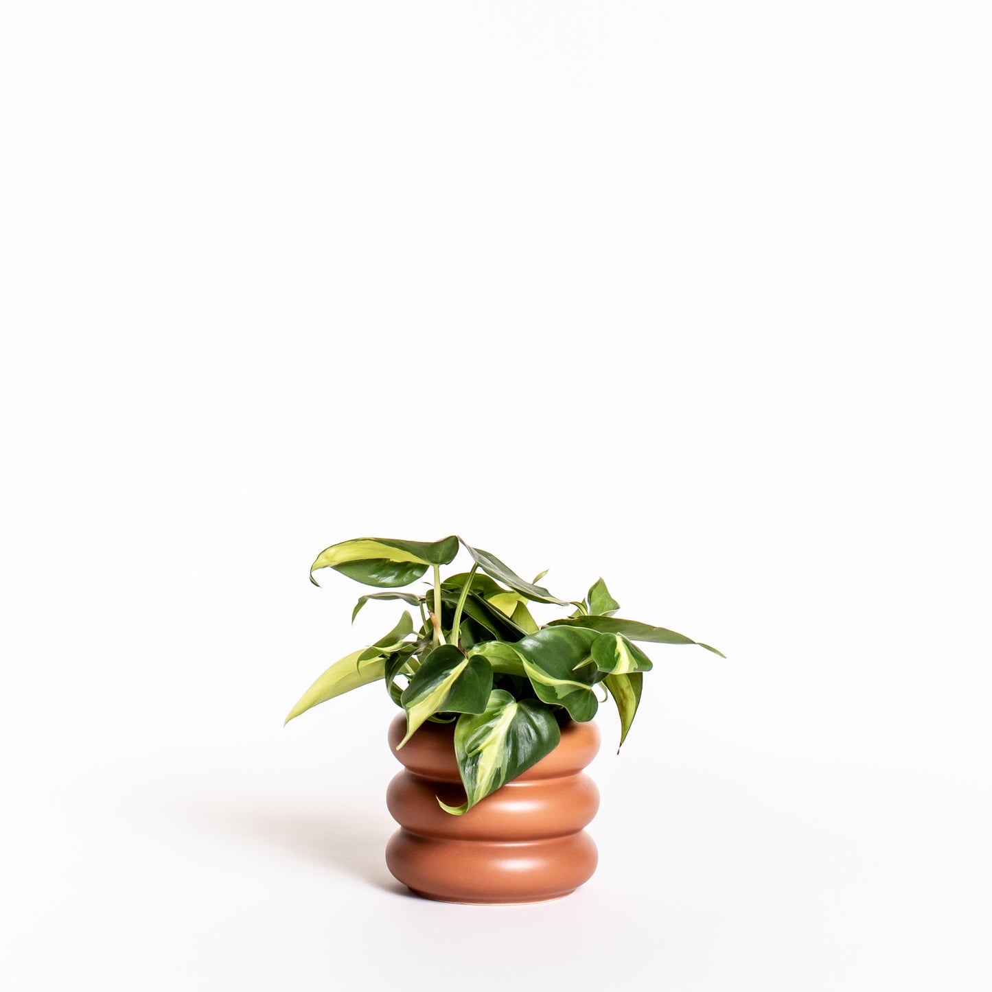 Philodendron Brasil