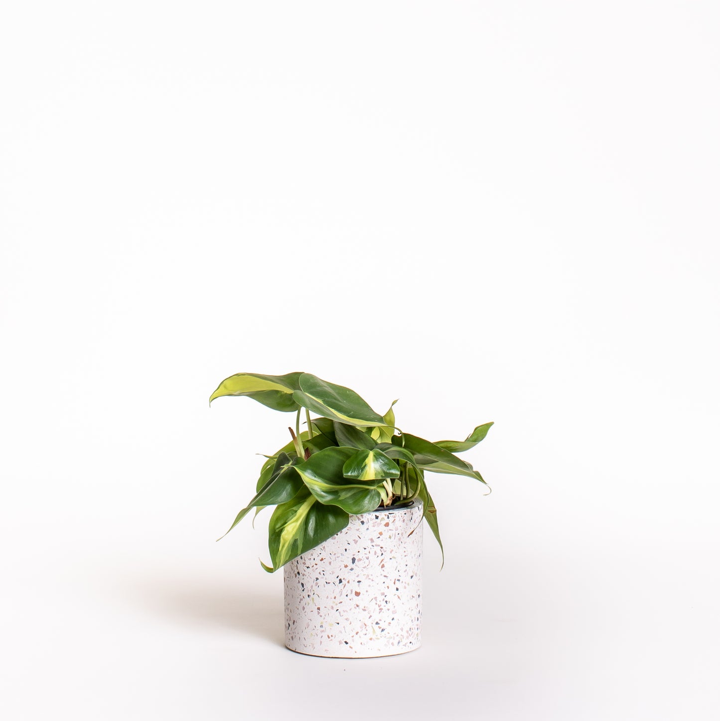 Philodendron Brasil