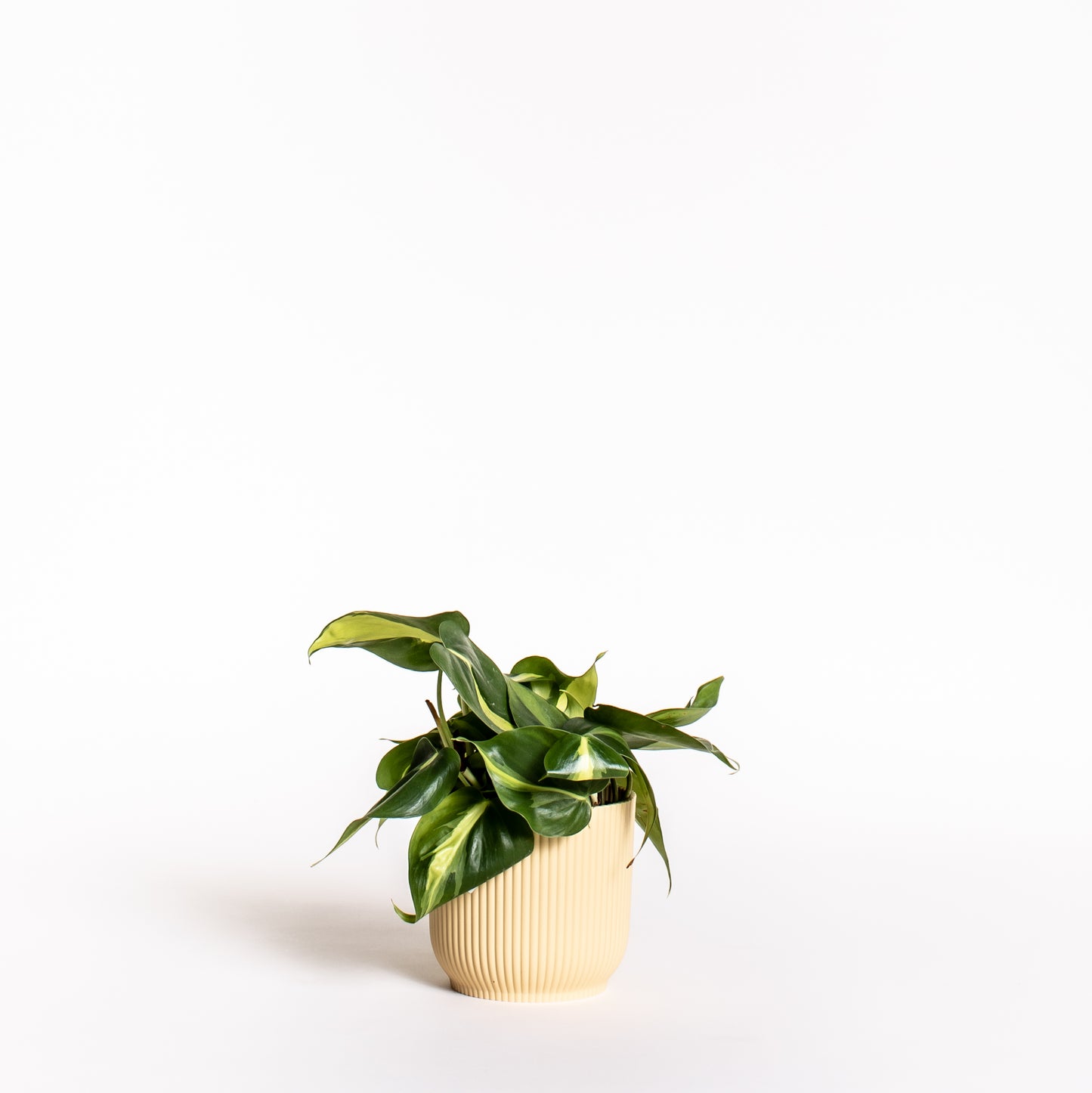 Philodendron Brasil