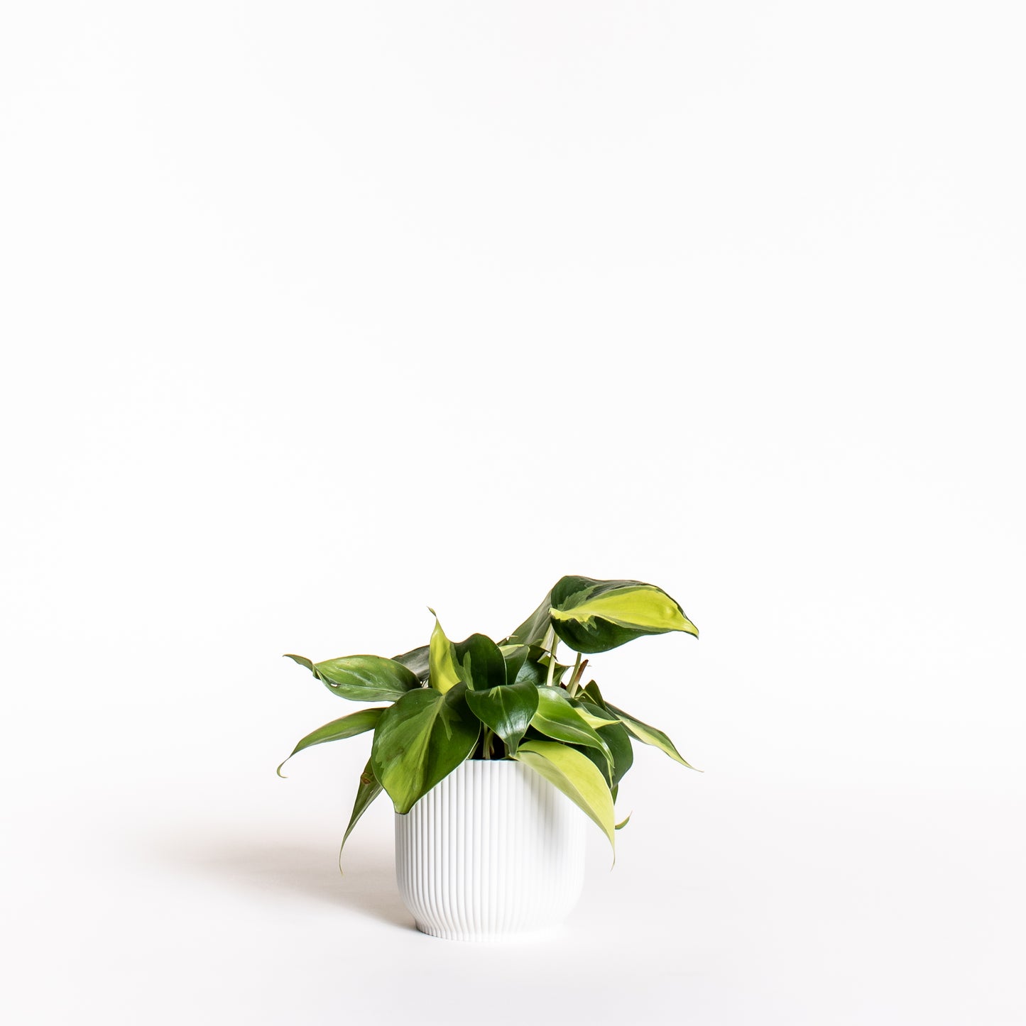 Philodendron Brasil