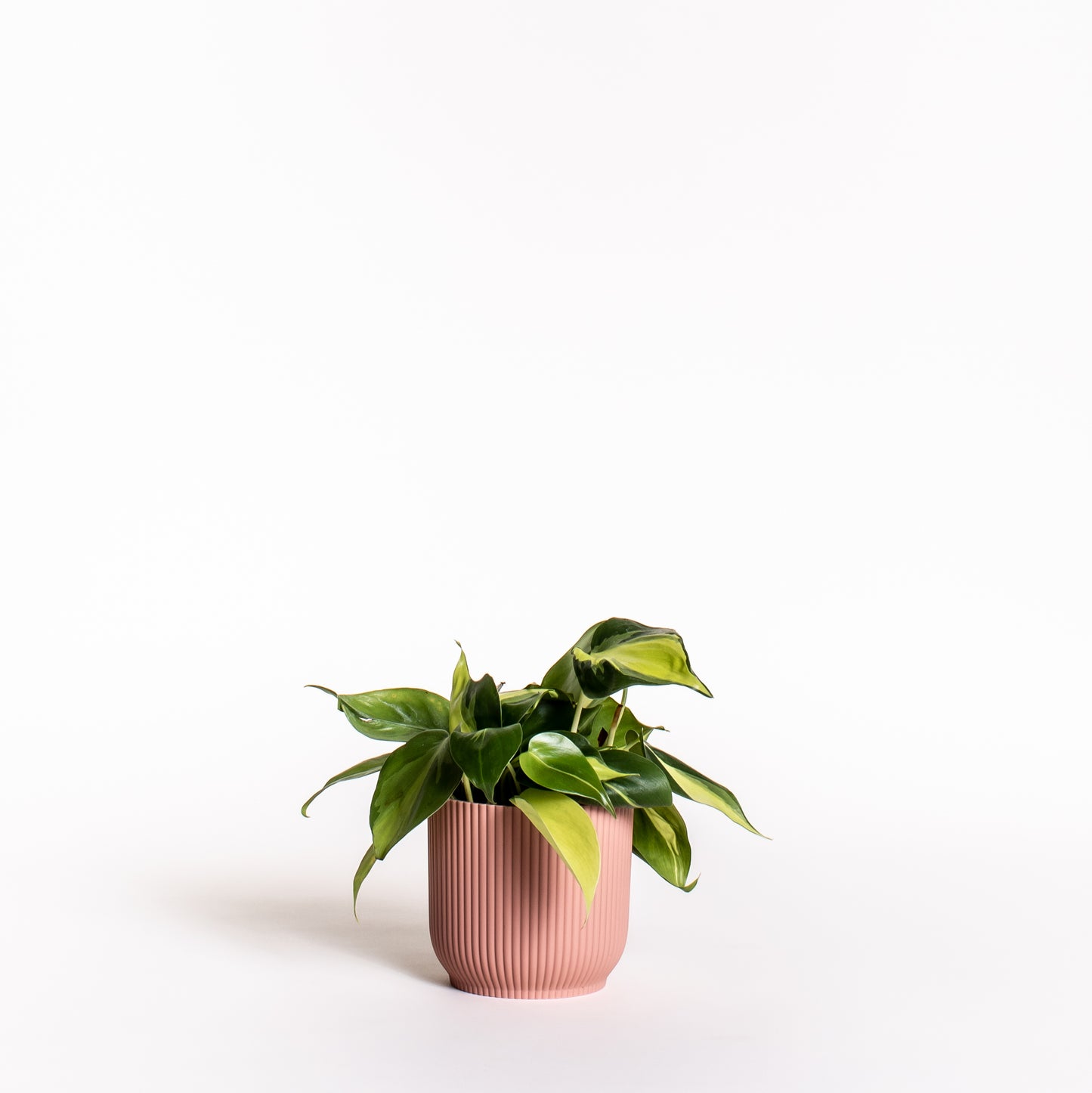 Philodendron Brasil