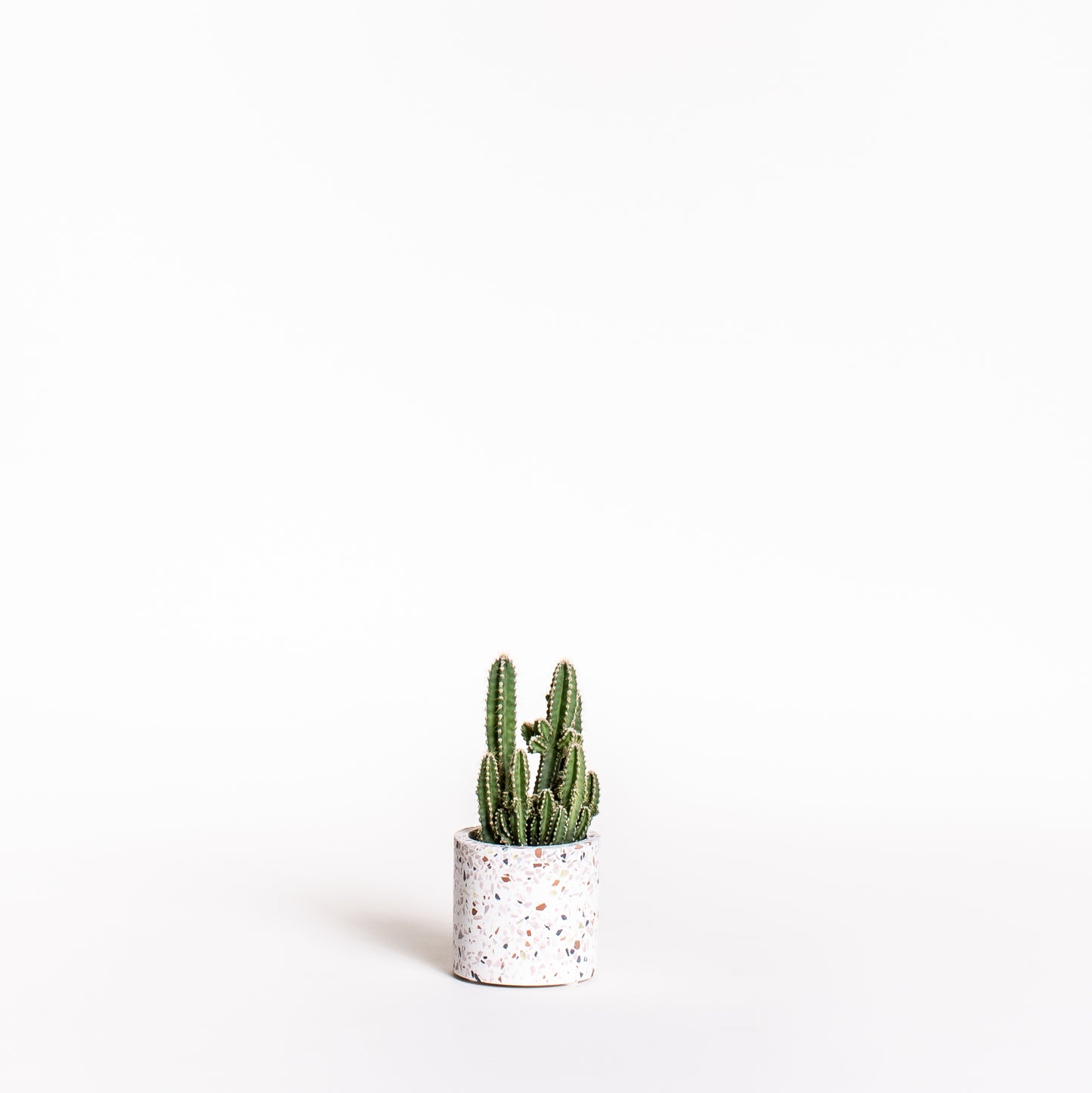 Cactus Bundles