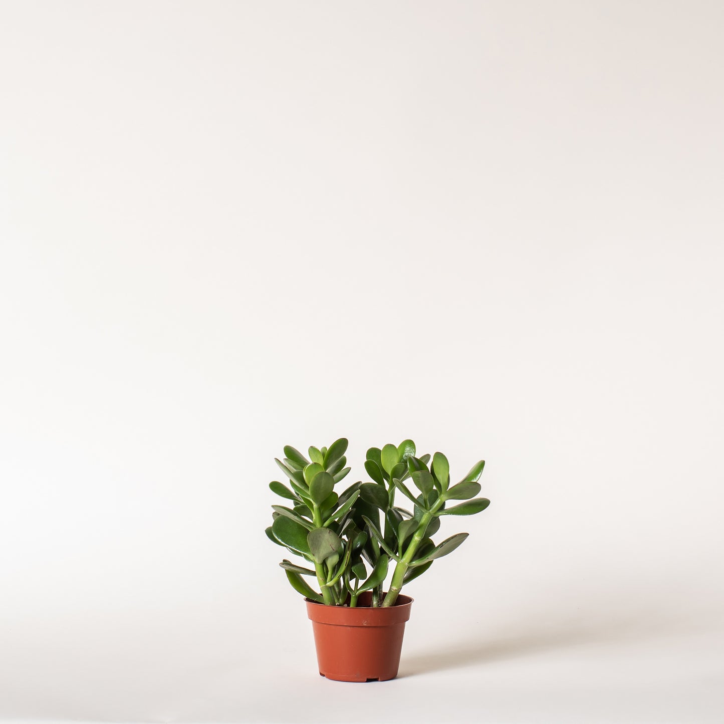 Jade