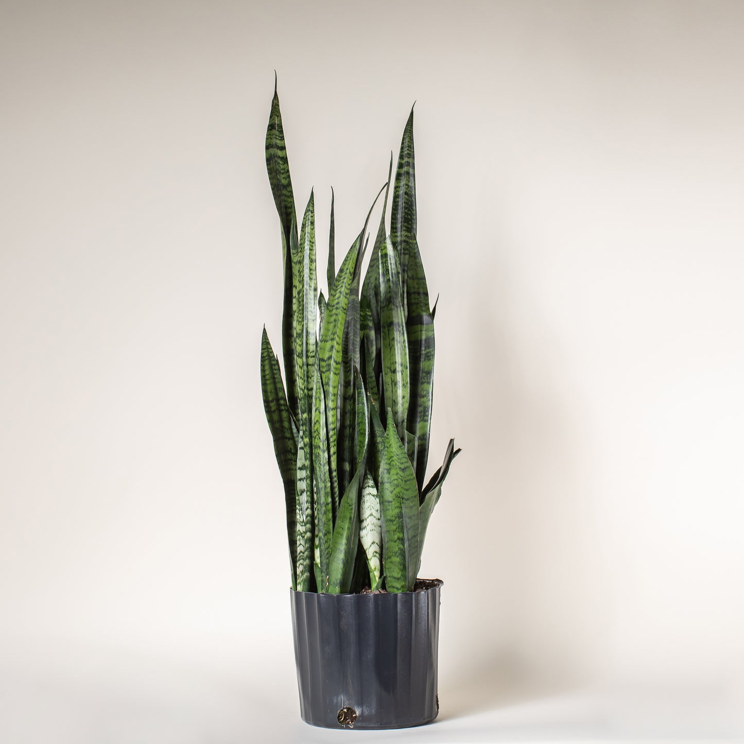 Snake Plant