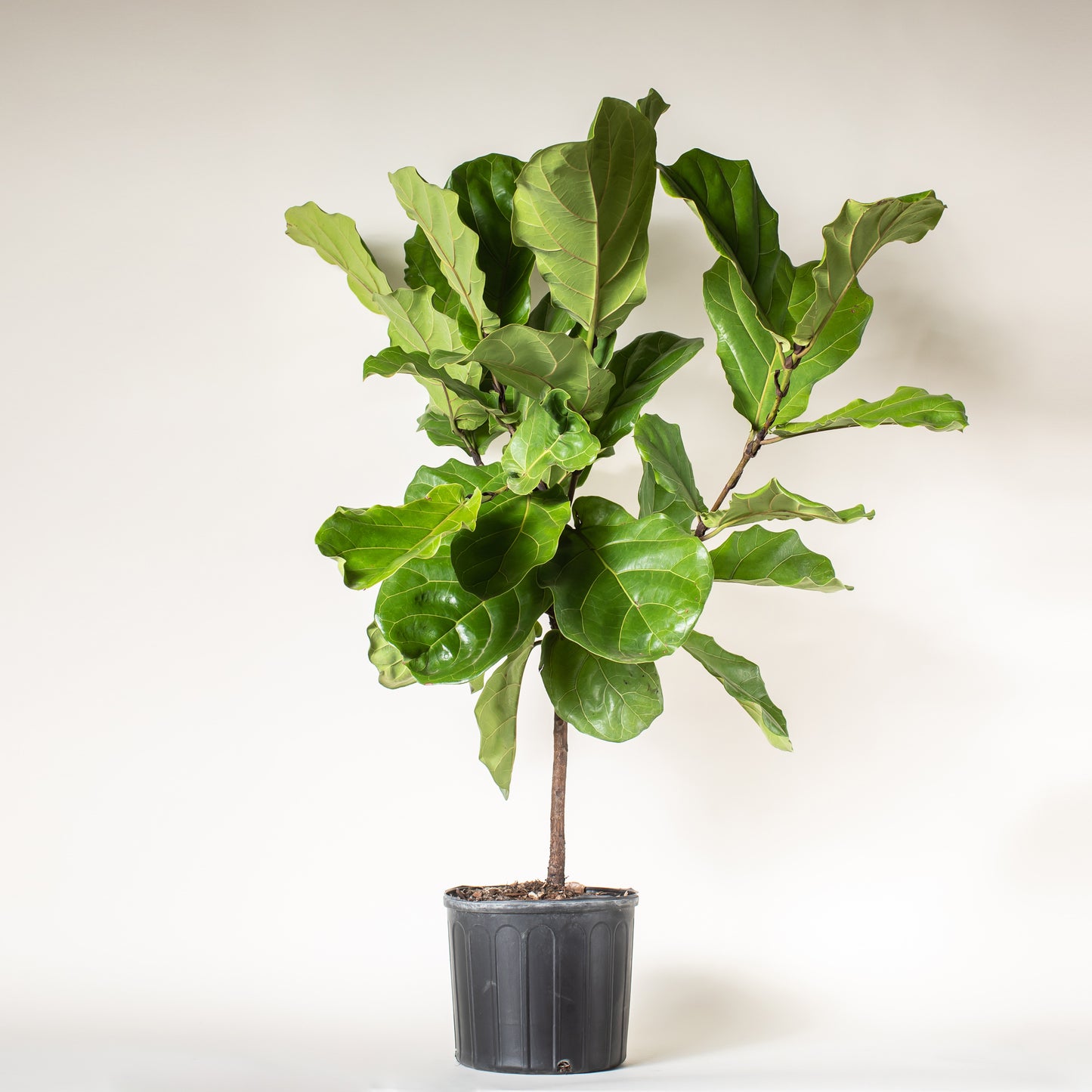 Fiddle Leaf Fig