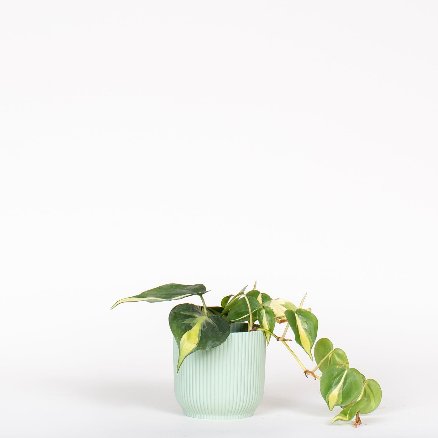 Philodendron Brasil