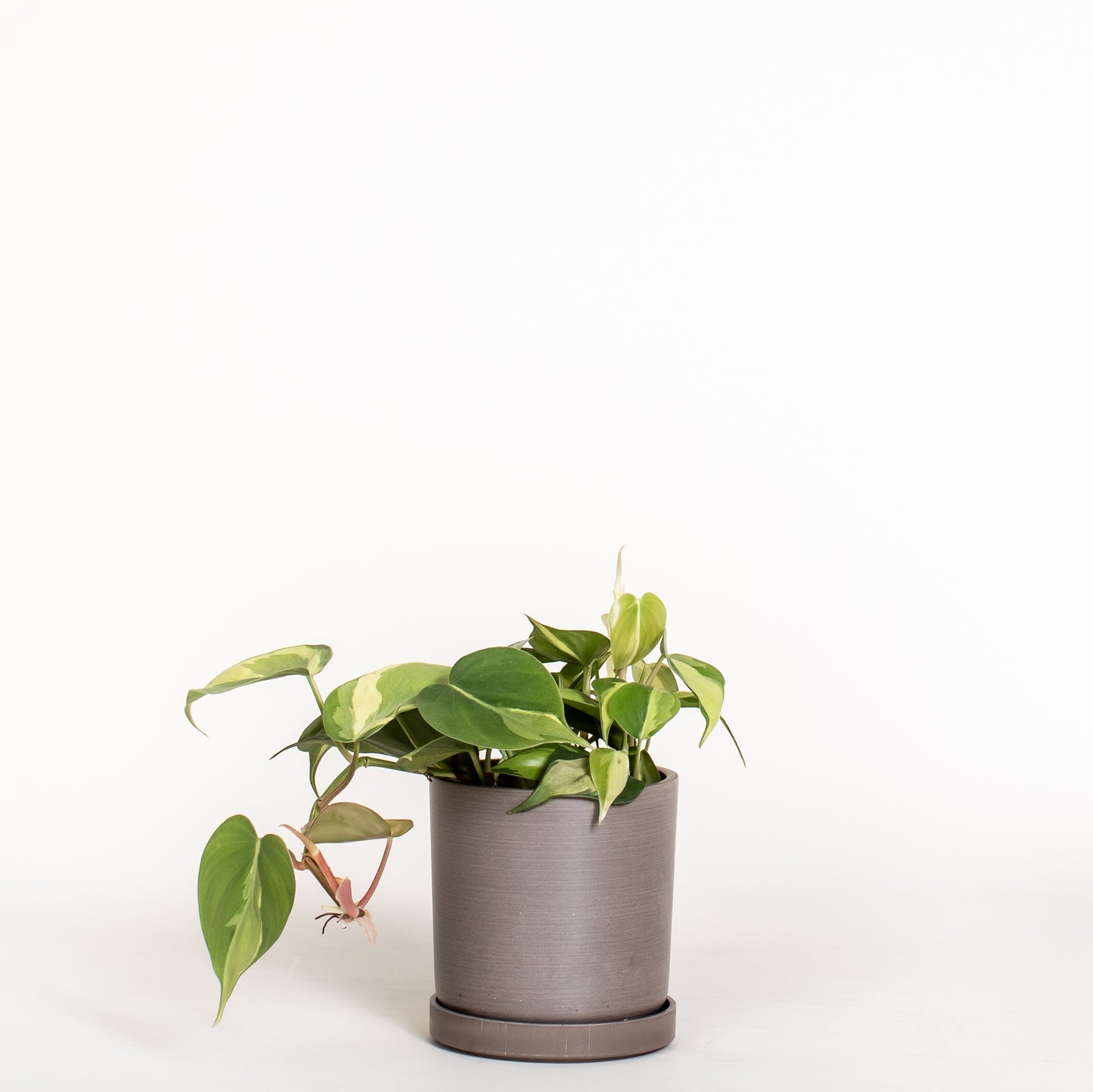 Philodendron Brasil