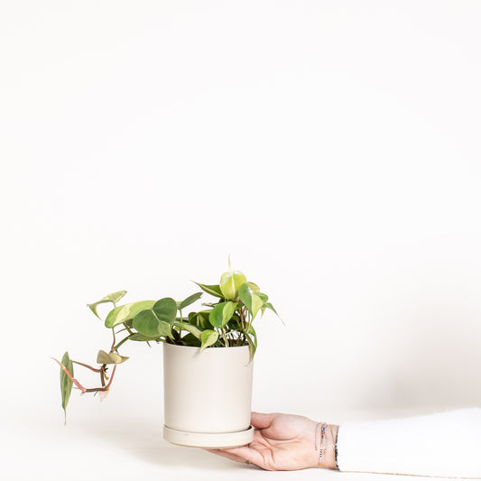 Philodendron Brasil