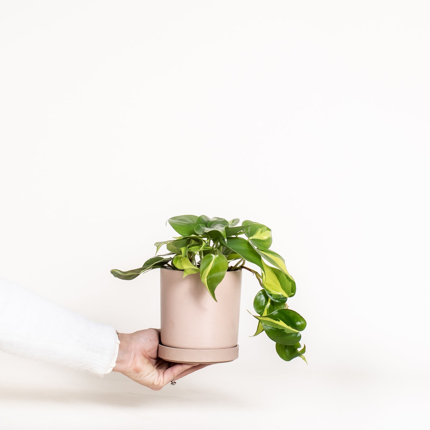 Philodendron Brasil