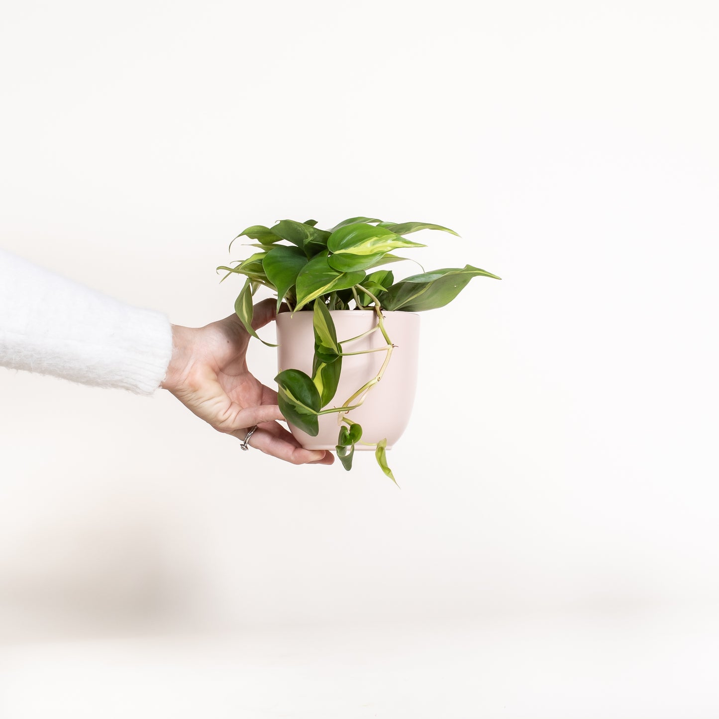 Philodendron Brasil