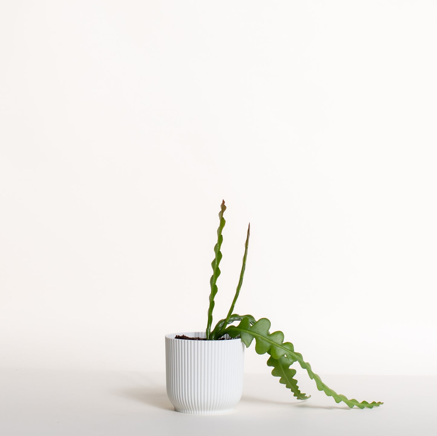 Fishbone Cactus