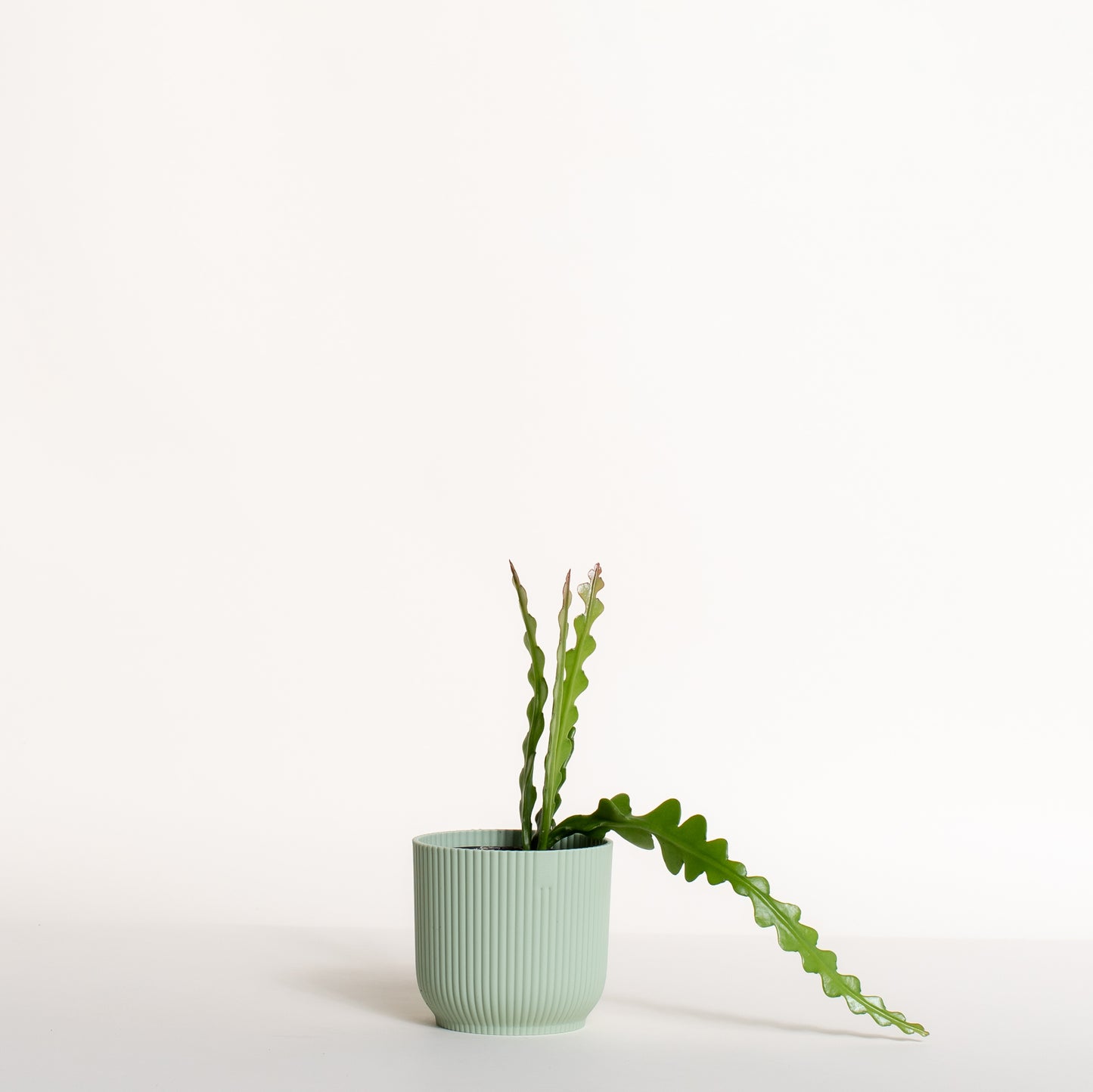 Fishbone Cactus