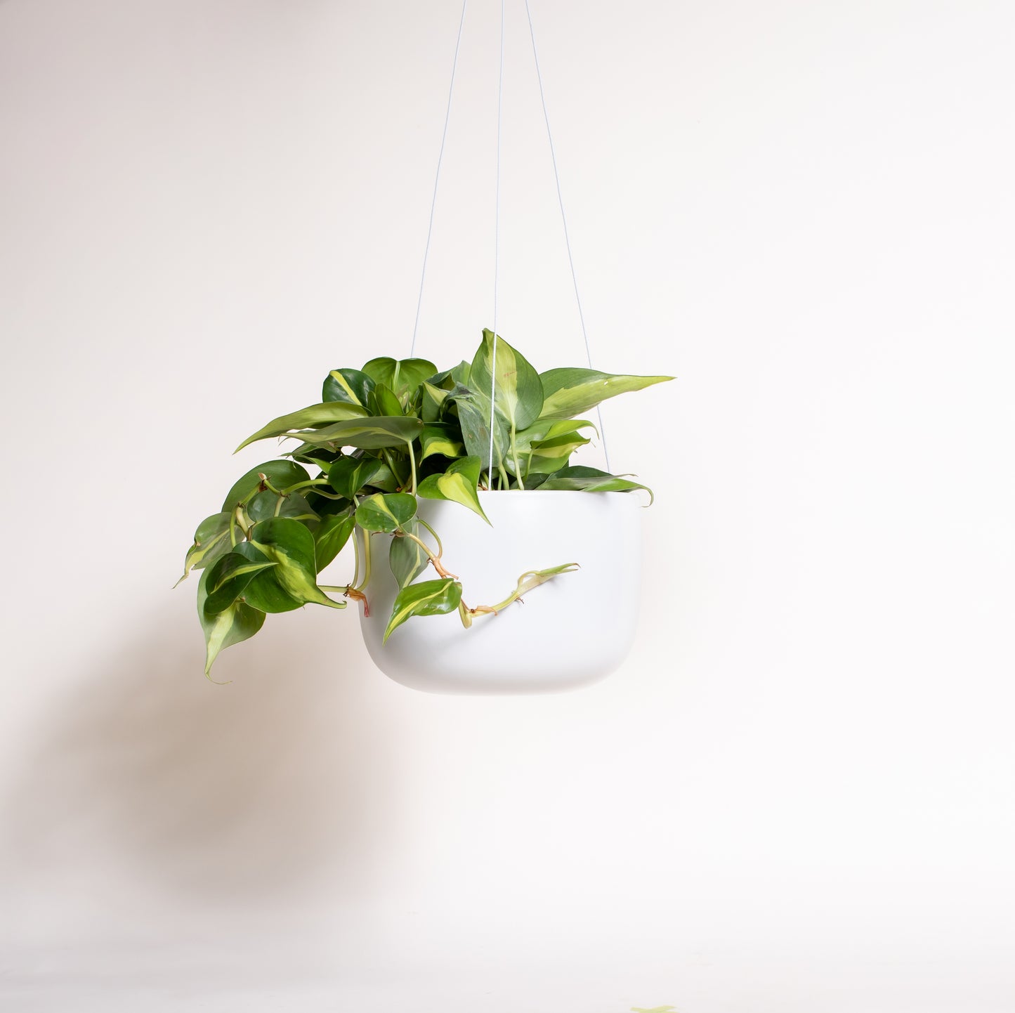 Philodendron Brasil