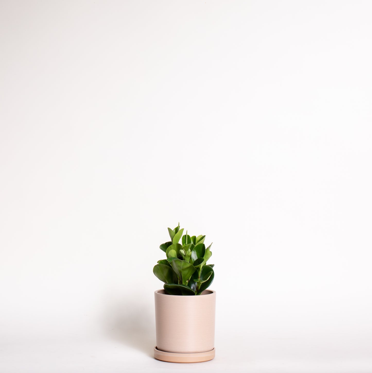 Peperomia Obtusifolia