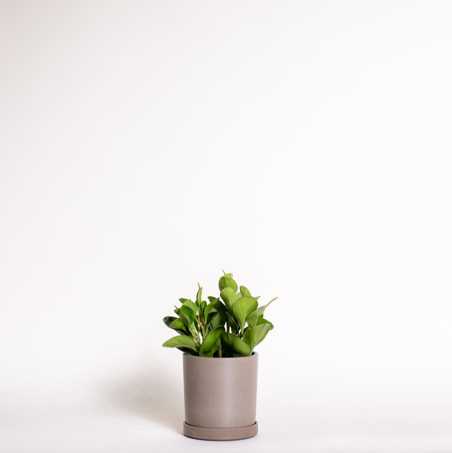 Peperomia Obtusifolia