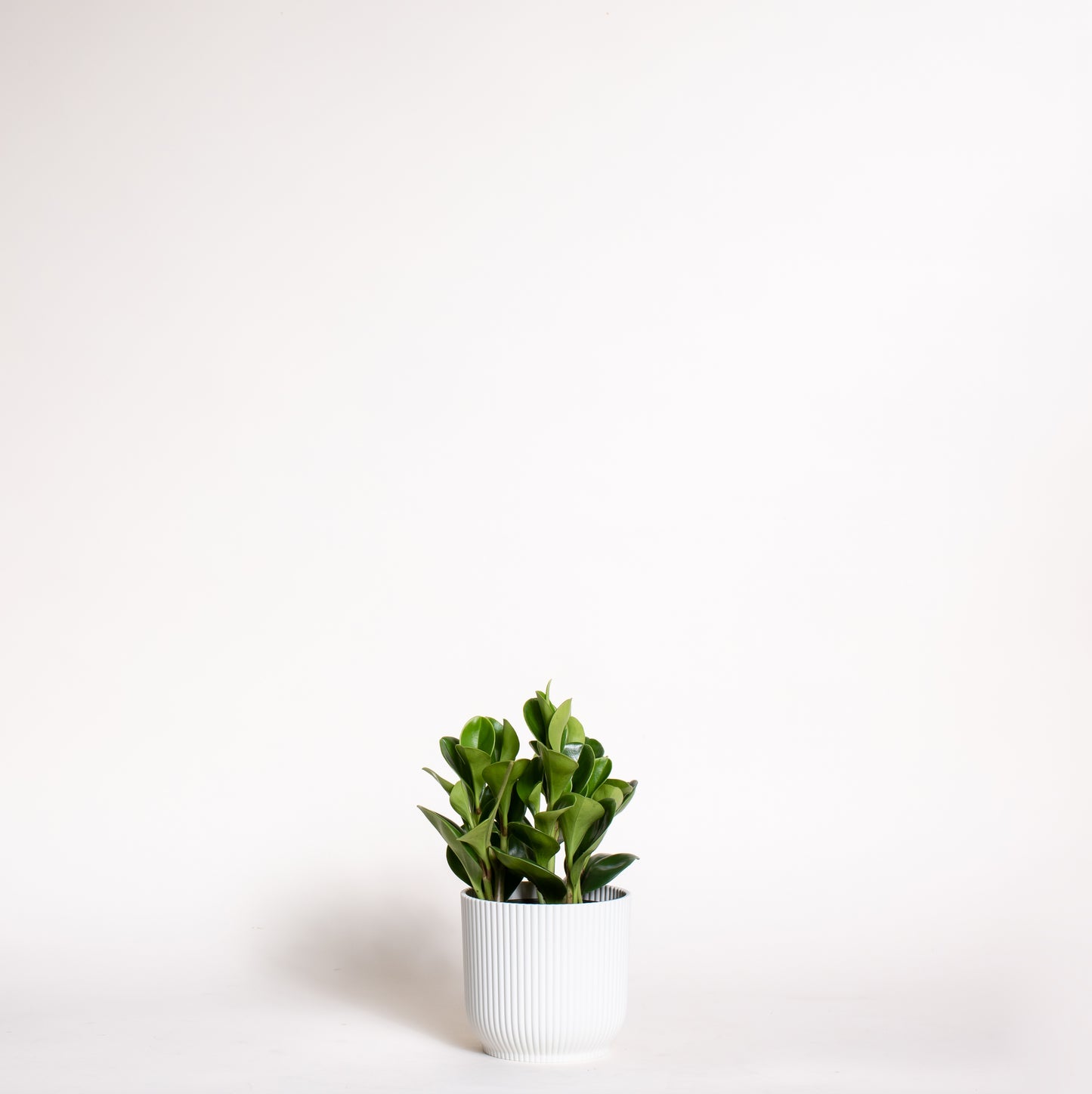 Peperomia Obtusifolia