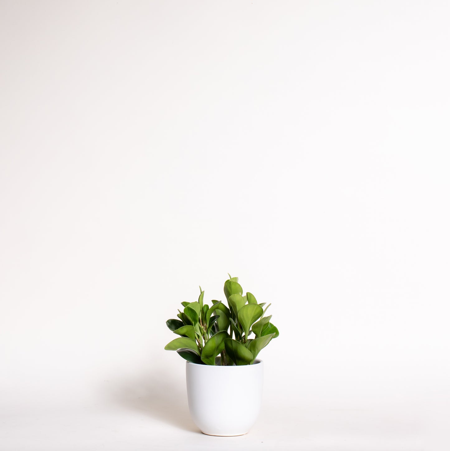Peperomia Obtusifolia