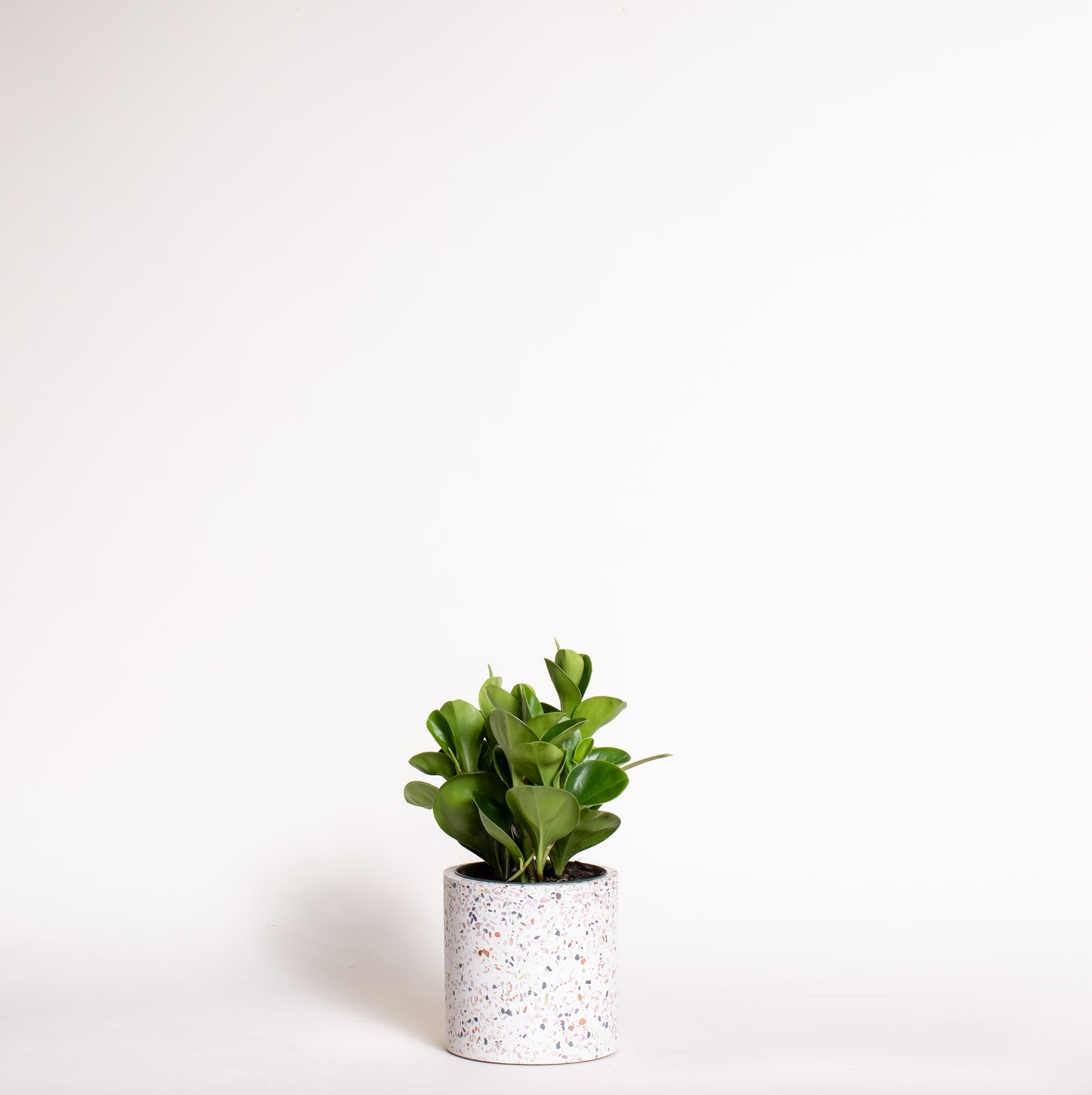 Peperomia Obtusifolia