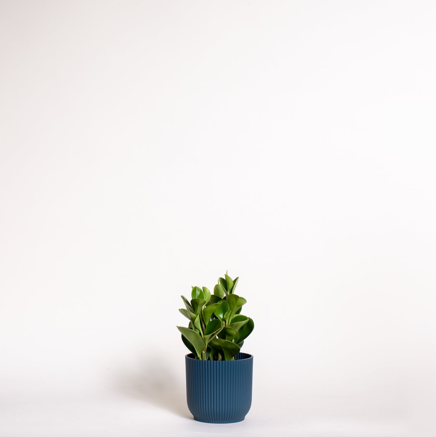 Peperomia Obtusifolia