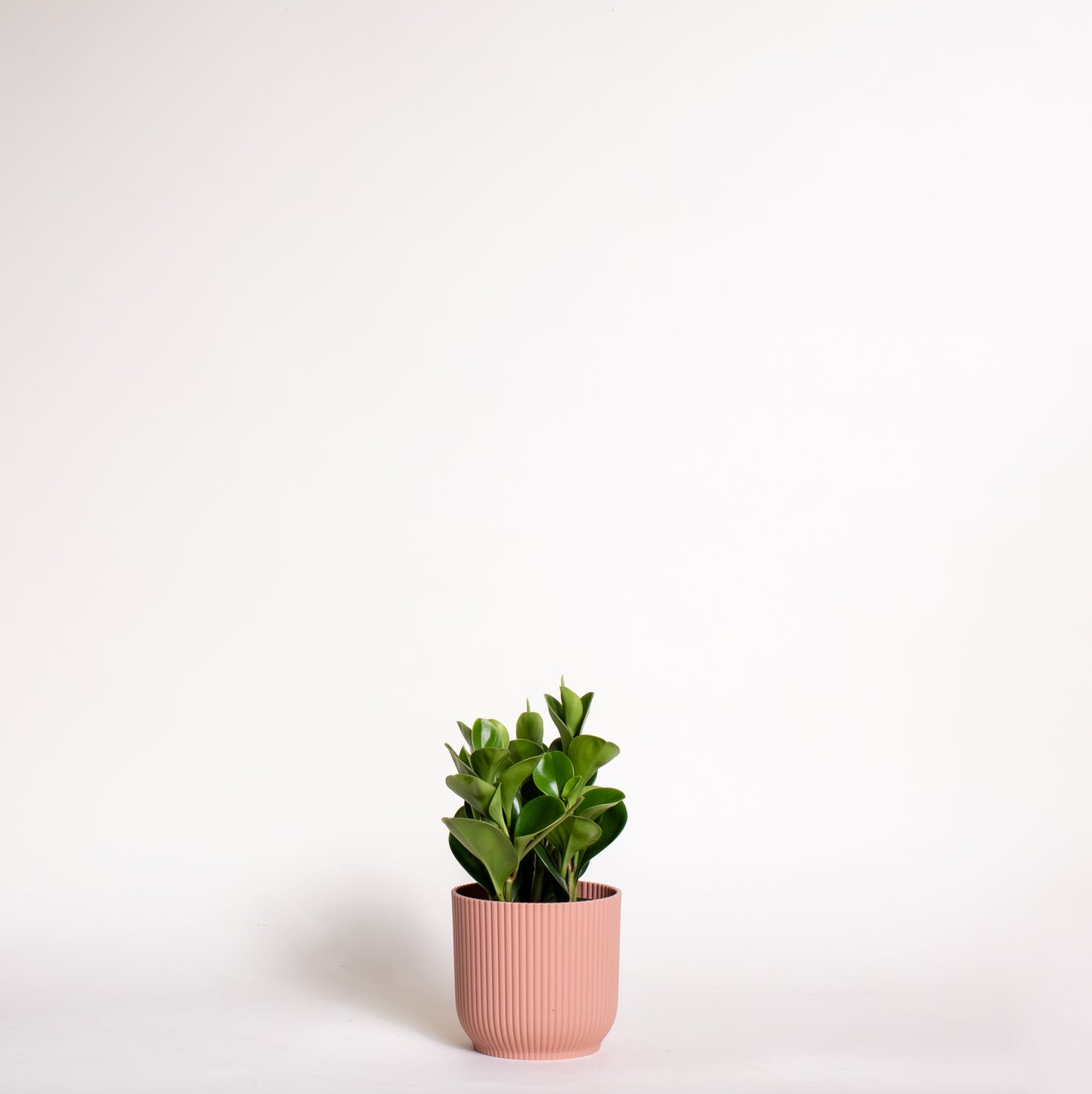 Peperomia Obtusifolia
