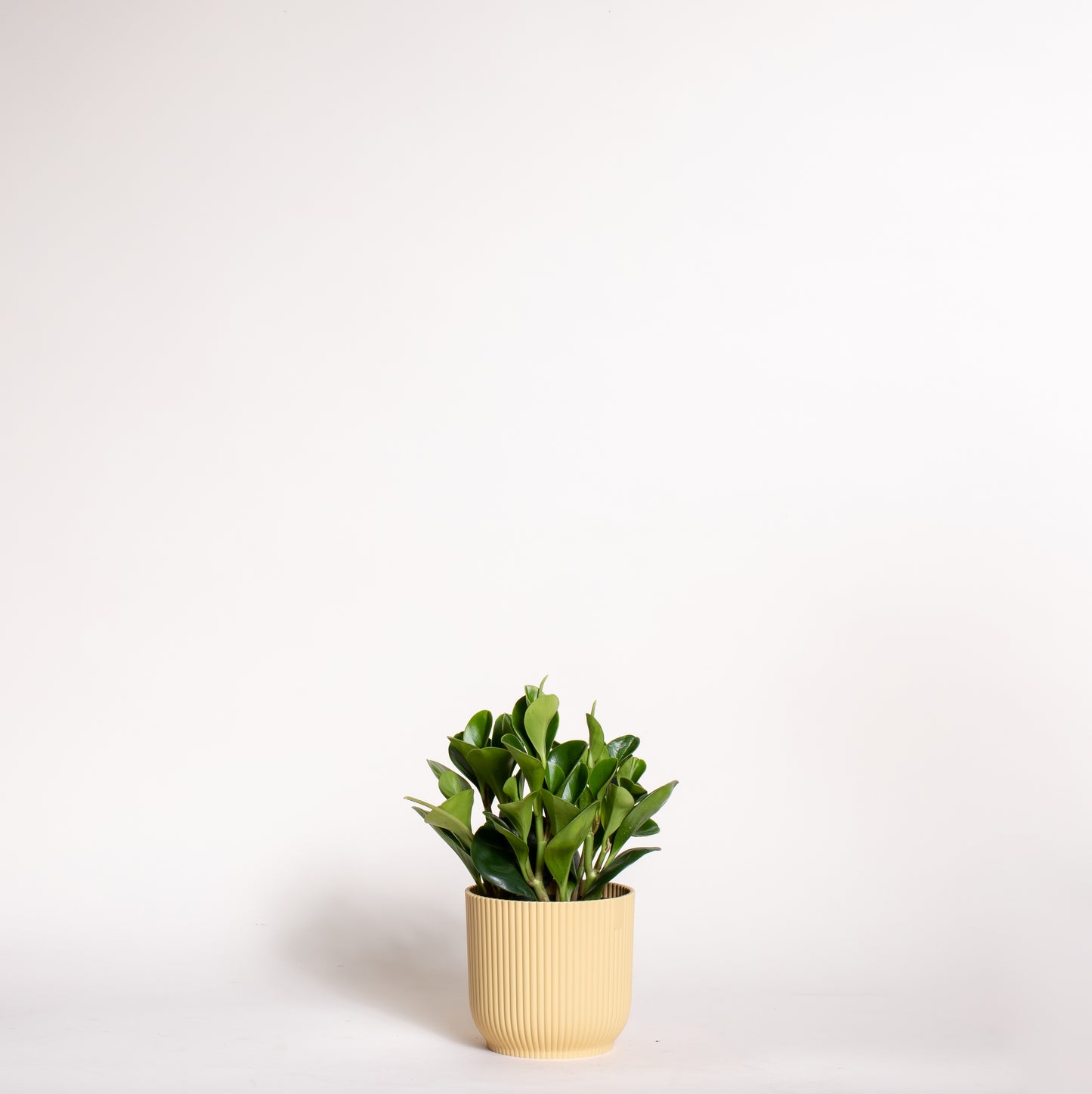 Peperomia Obtusifolia