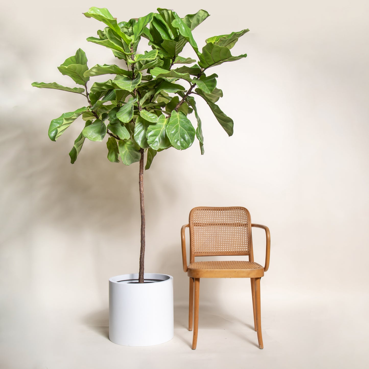 Fiddle Leaf Fig