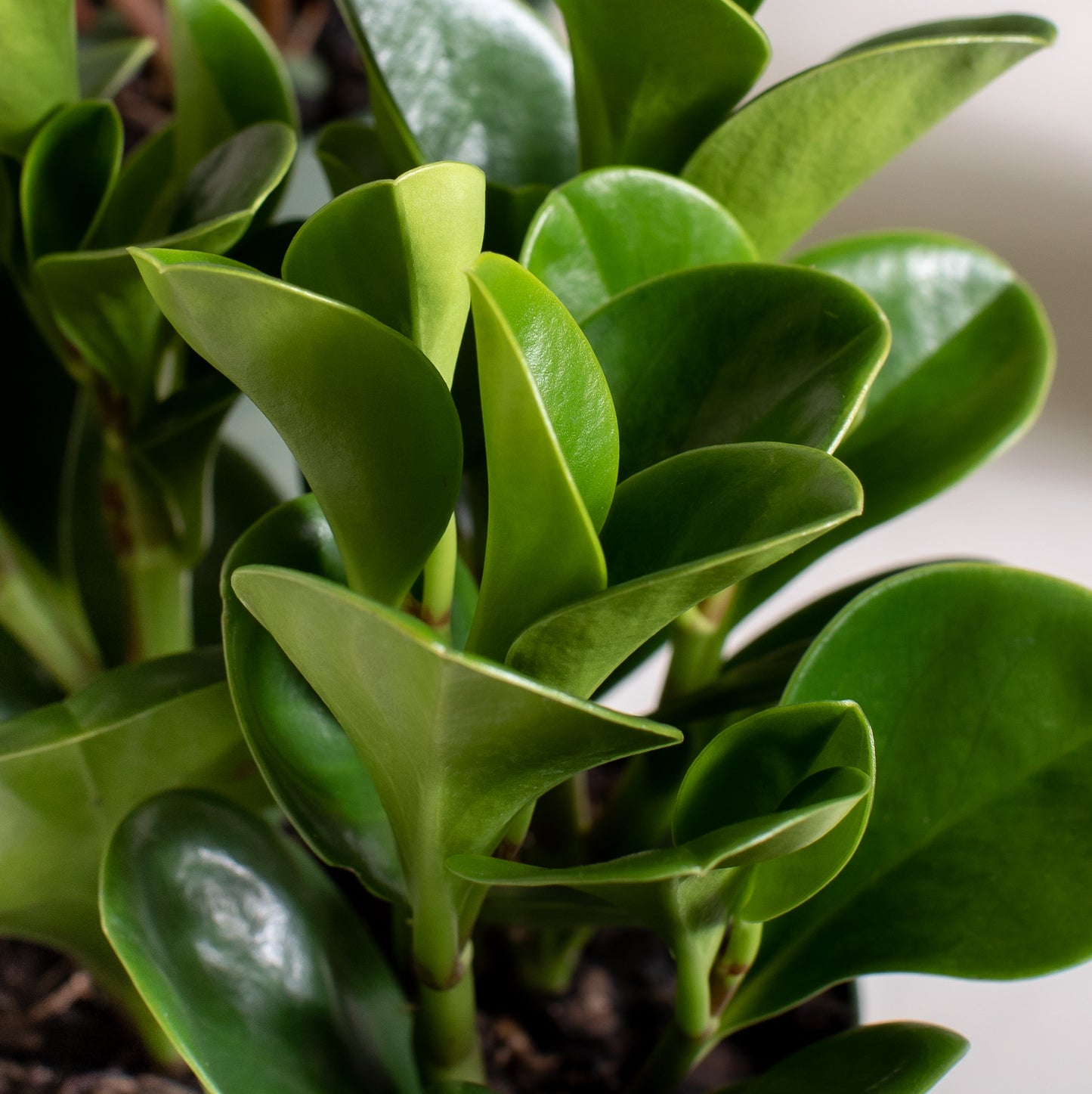 Peperomia Obtusifolia