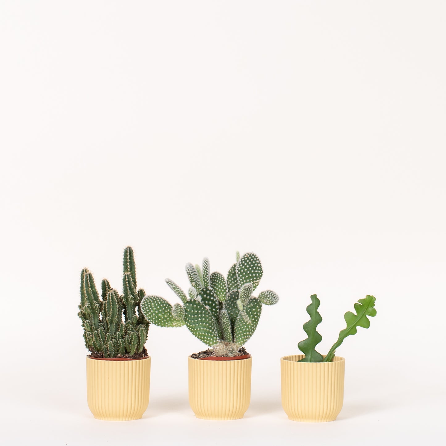 Cactus Bundles