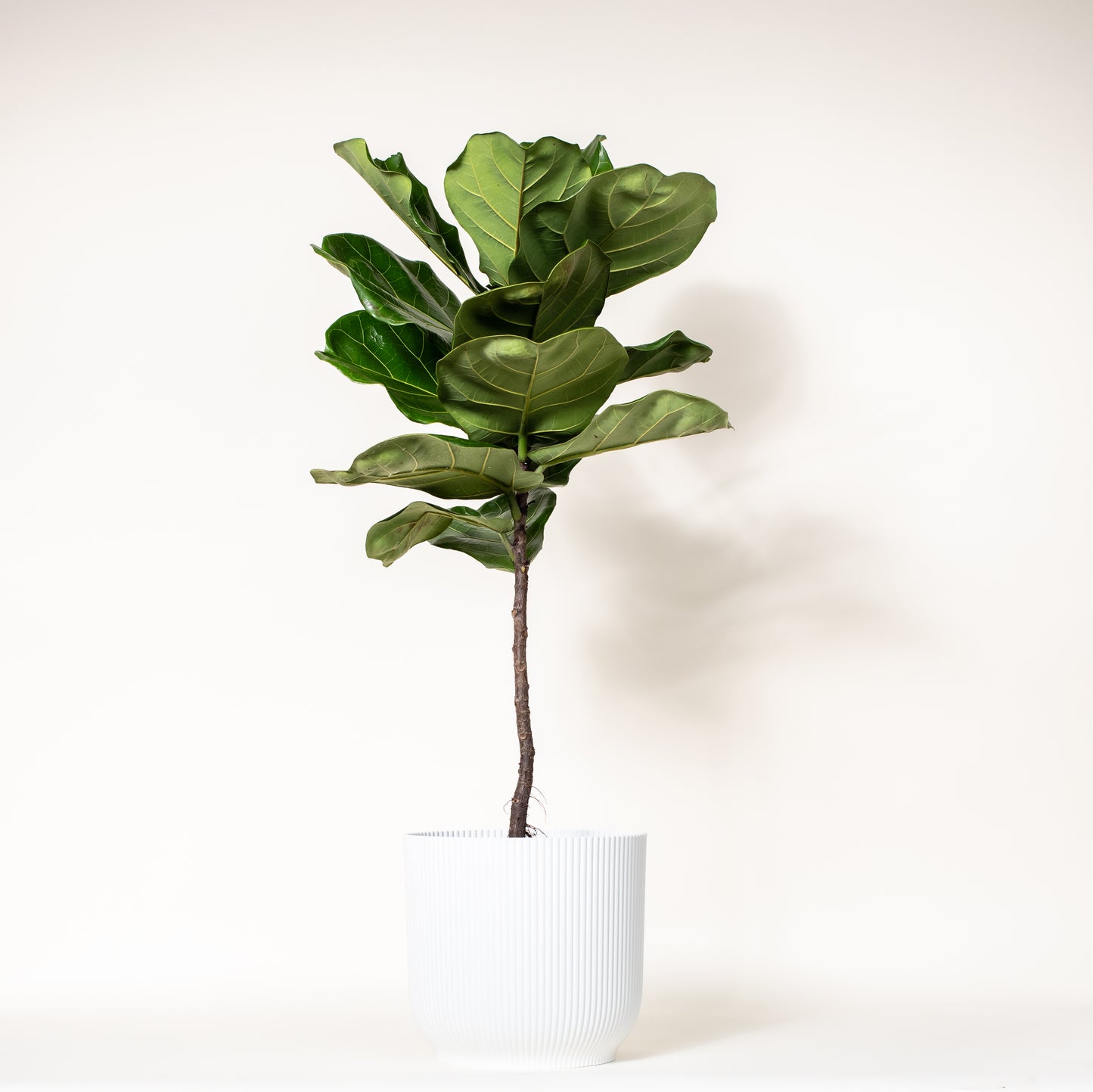 Fiddle Leaf Fig