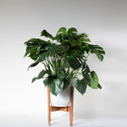 Monstera