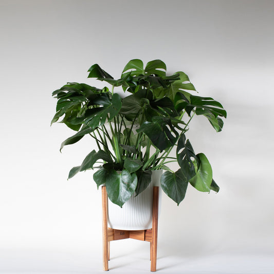 Monstera