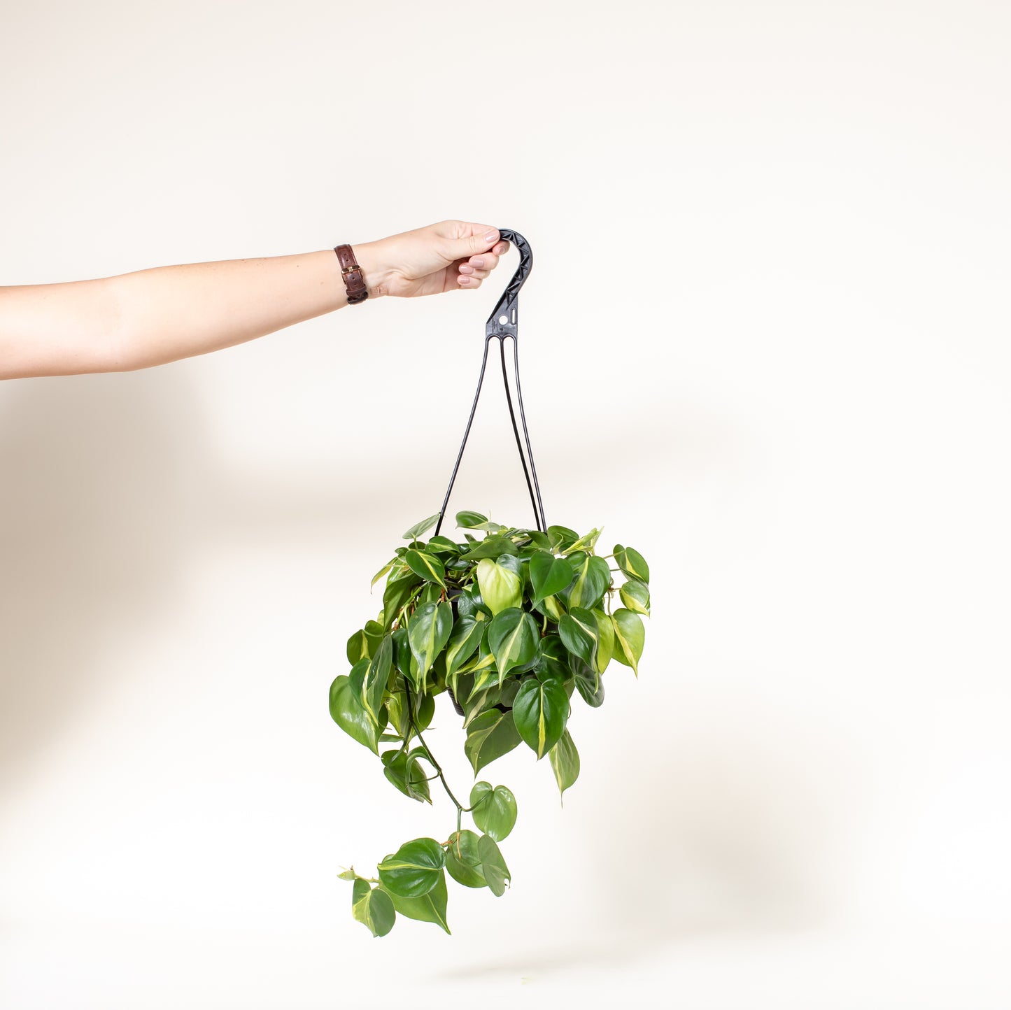 Philodendron Brasil