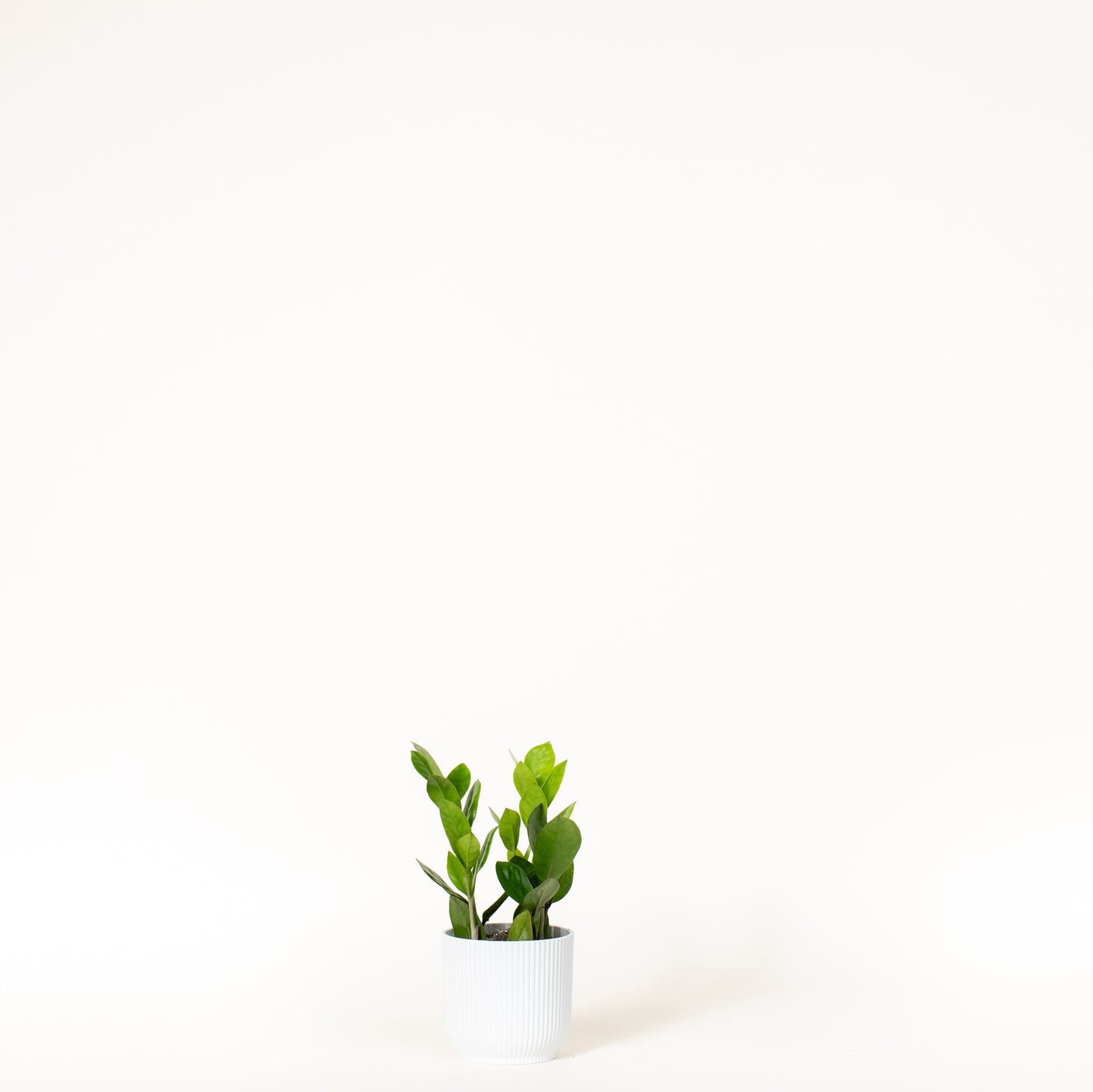 ZZ Plant