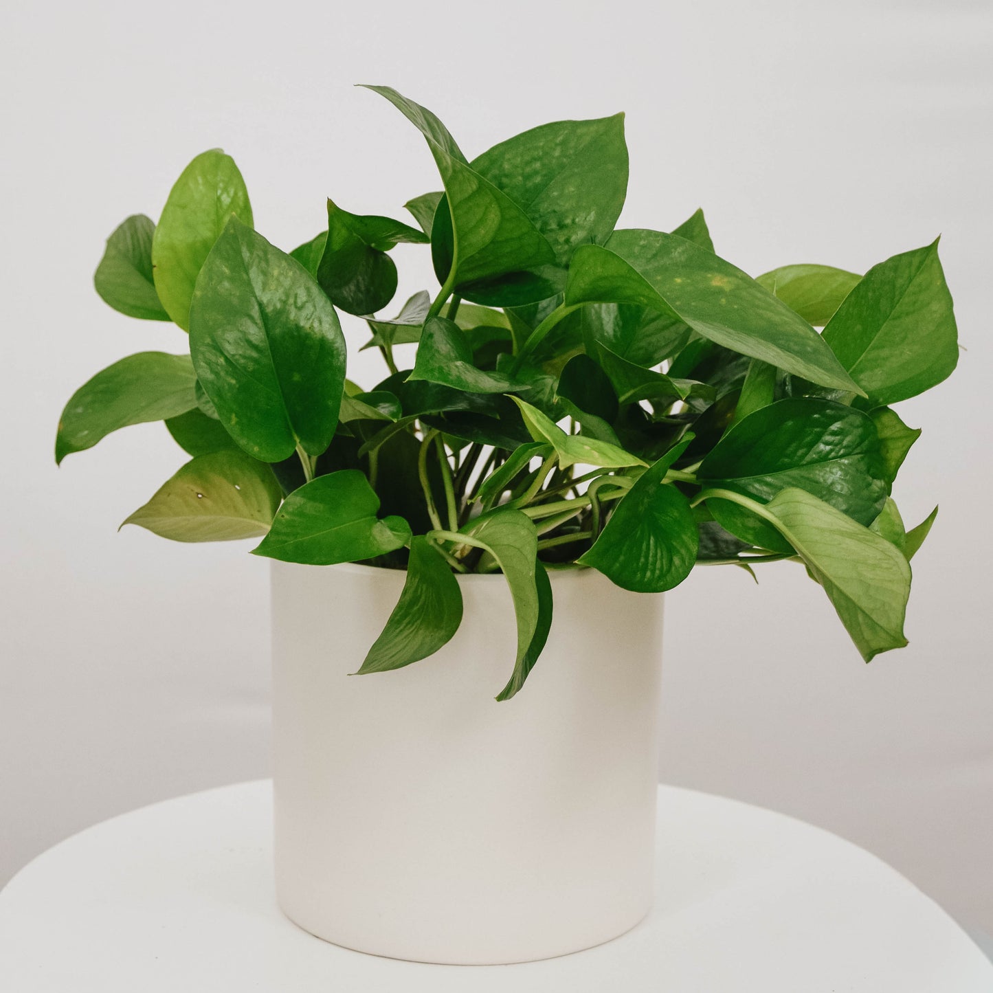 Jade Pothos