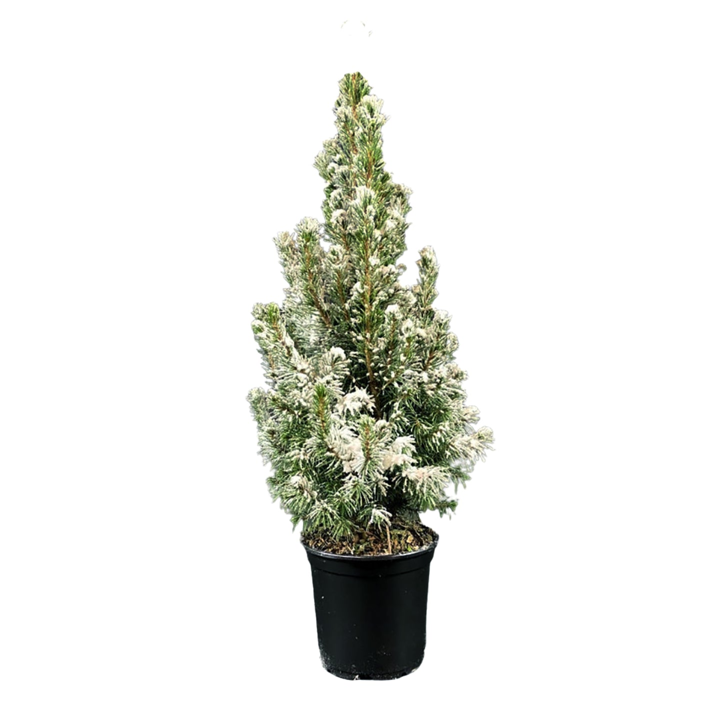 Flocked Dwarf Alberta Spruce
