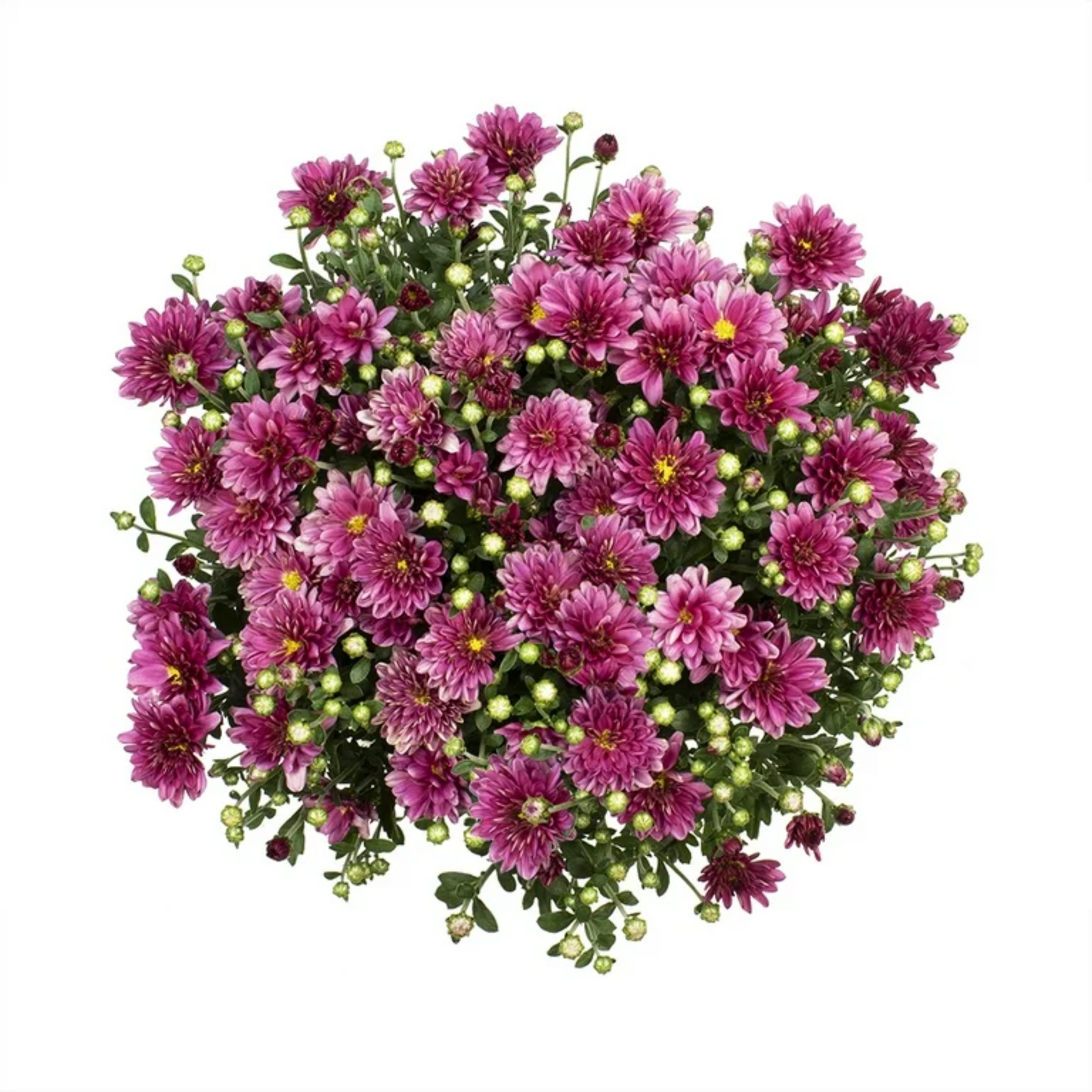 Autumn Glow Fall Mums