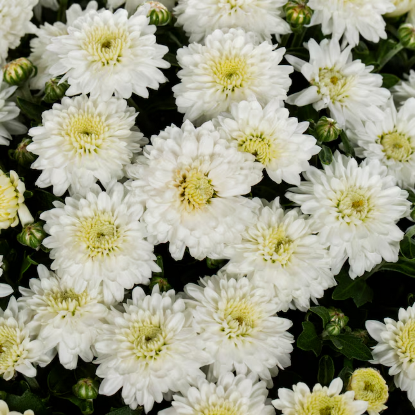 Autumn Glow Fall Mums